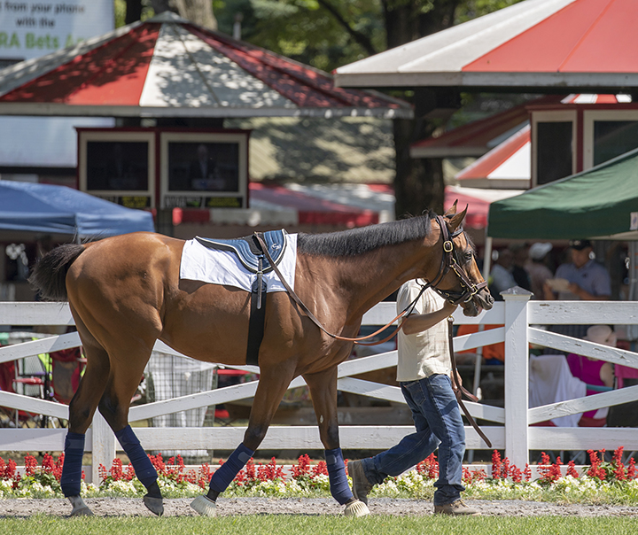 Rockemperor in the Saratoga Race Course paddock on Aug. 2