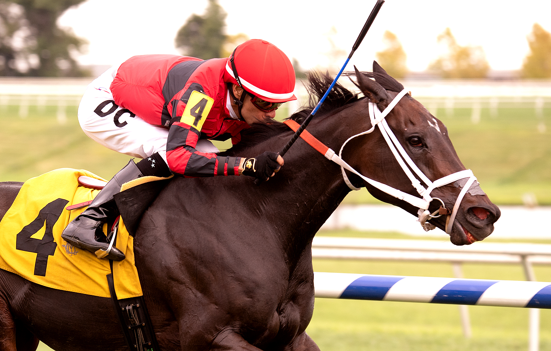 Rocky Policy wins 2018 Jameela