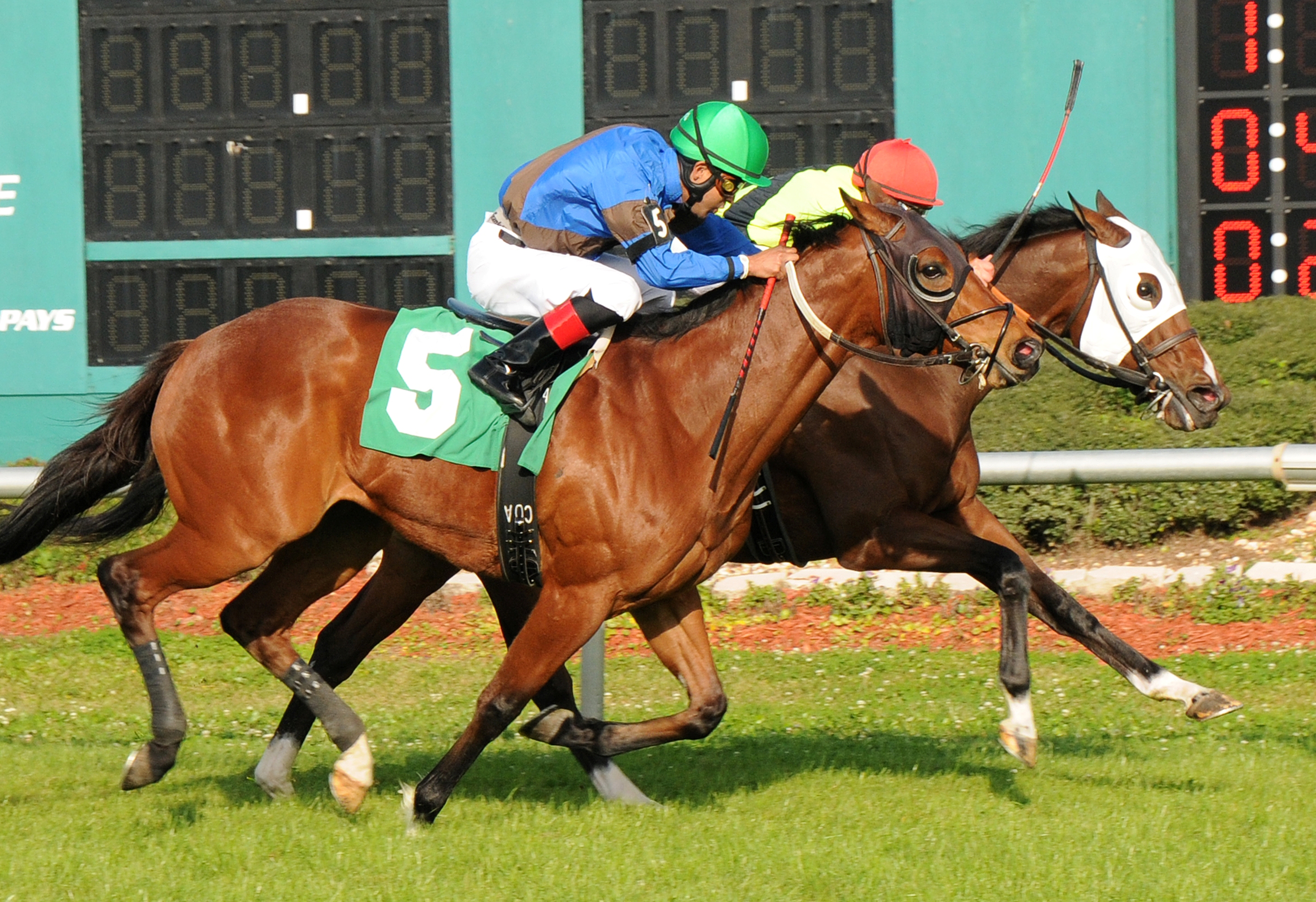 Roman Tiger, Tampa Bay Stakes
