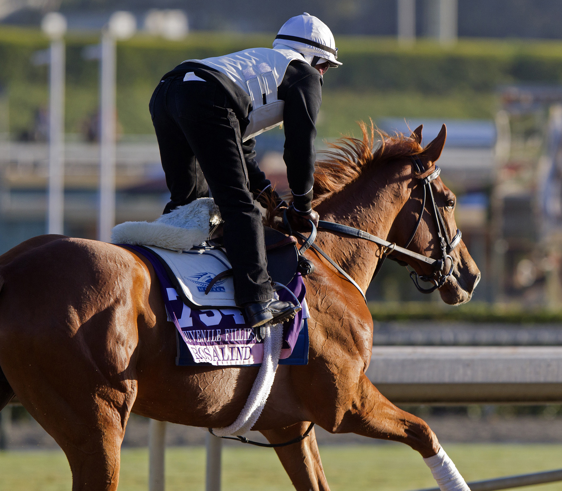 Rosalind training before the 2013 Breeders' Cup
