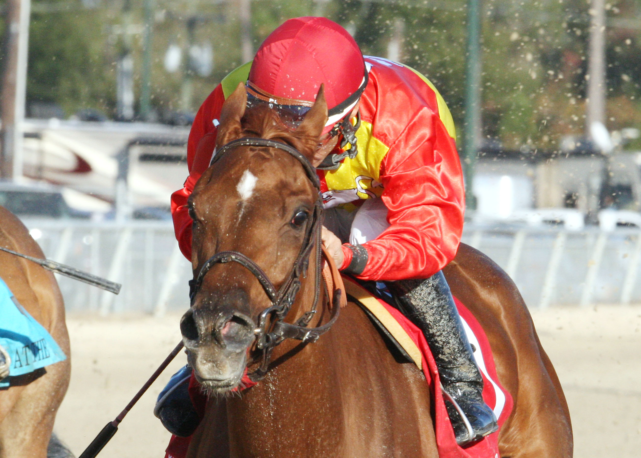 Rose to Gold, Delta Princess