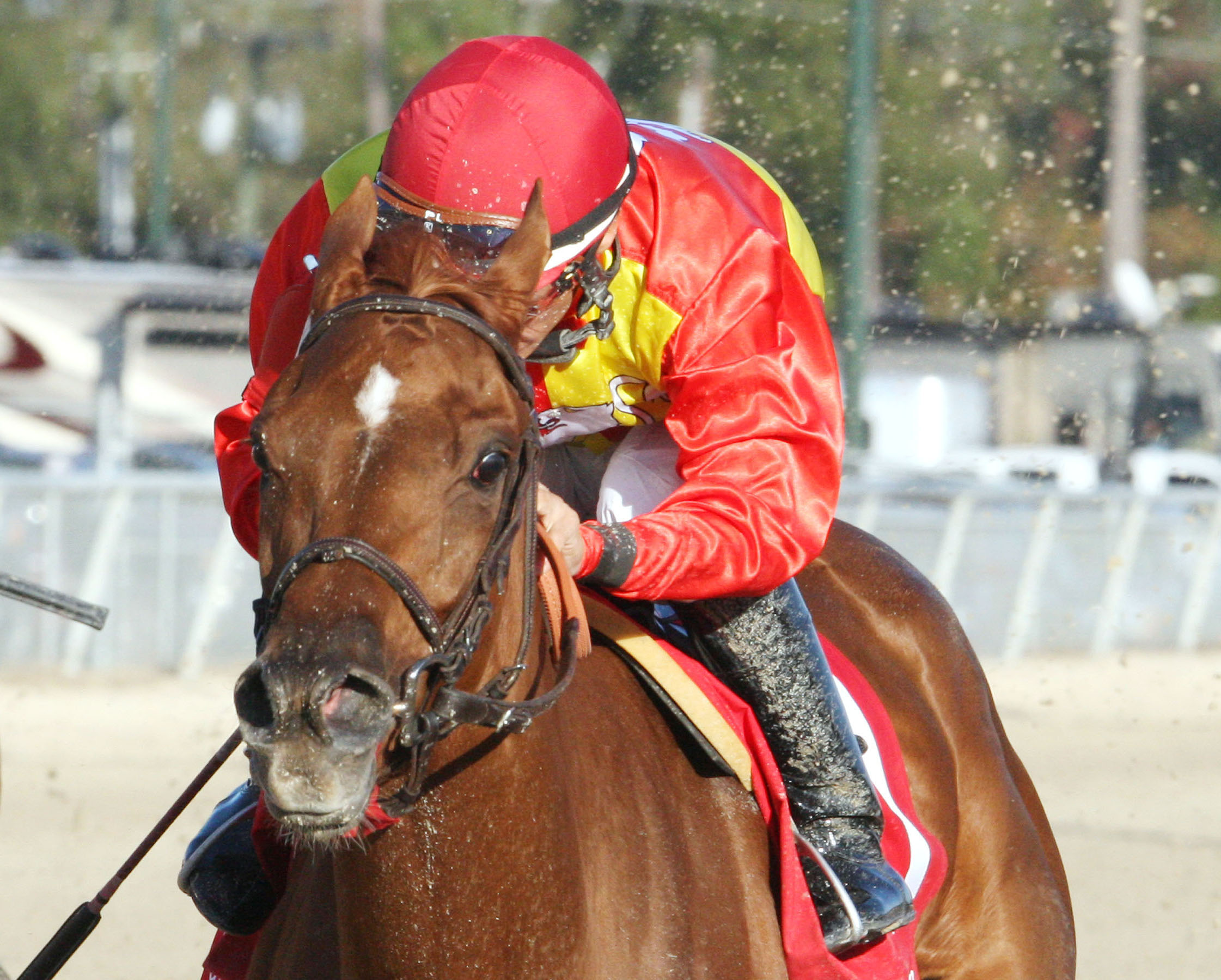 Rose to Gold, Delta Downs Princess