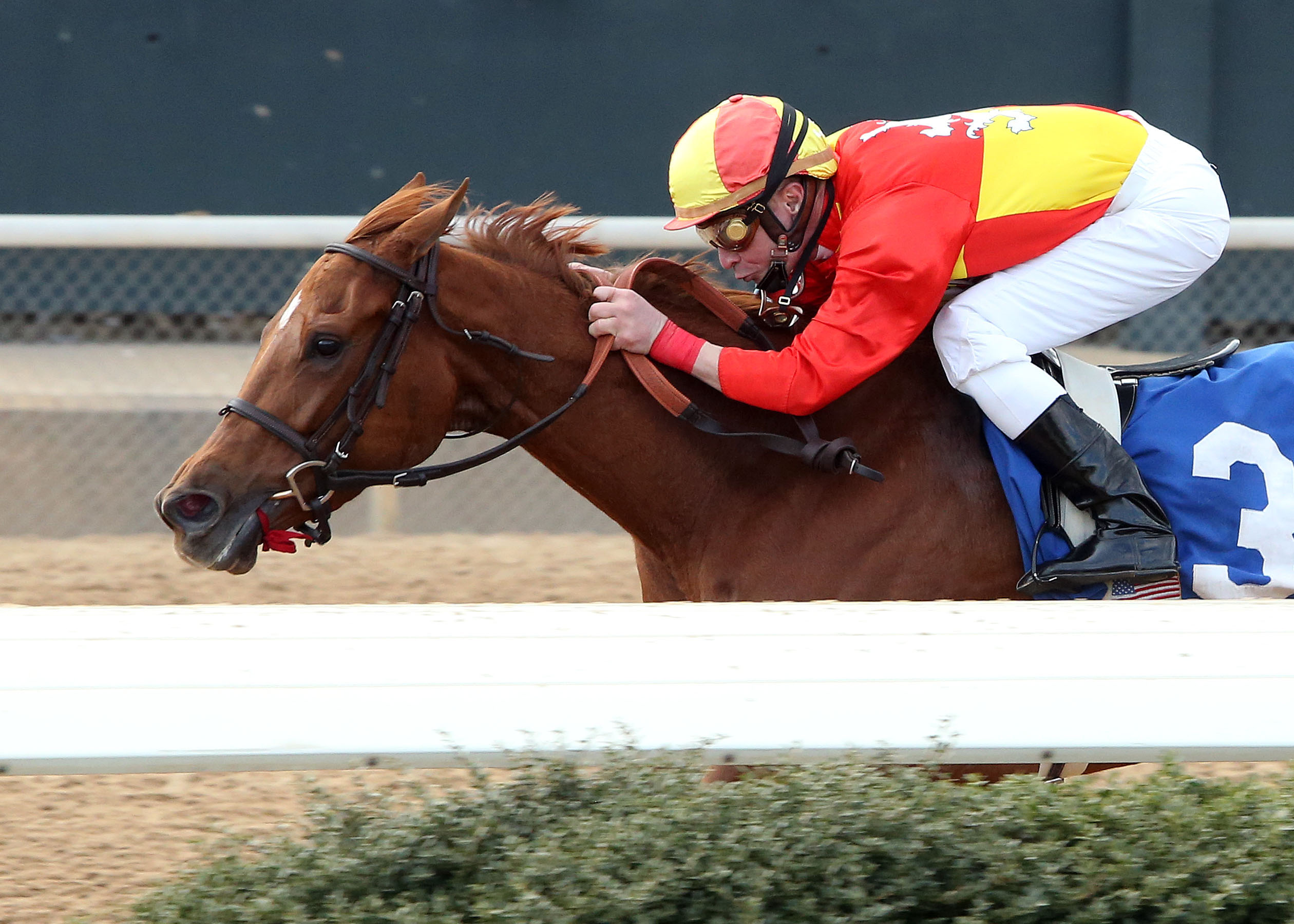 Rose to Gold, Honeybee Stakes