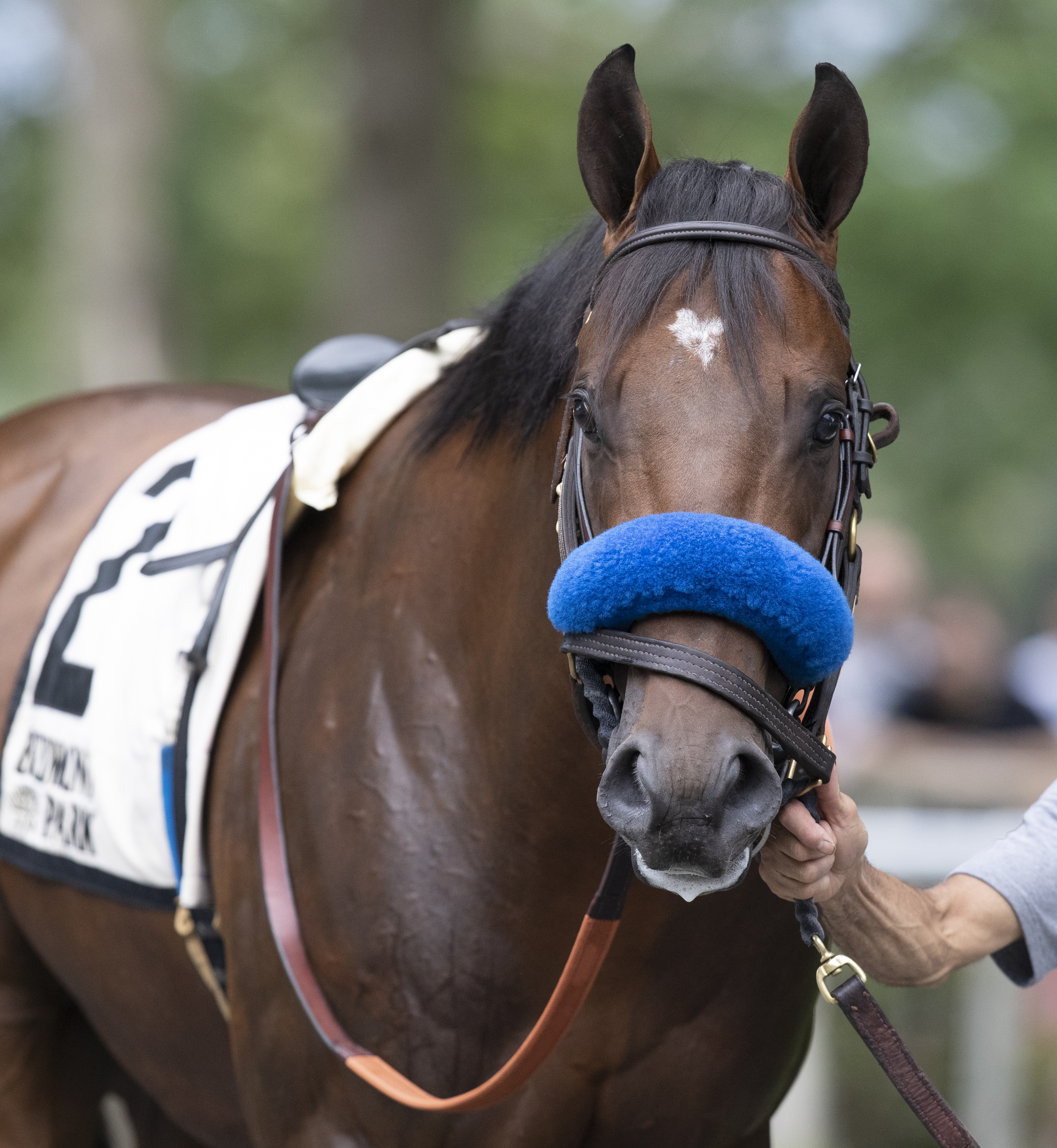 Rowayton before the Dwyer Stakes on 7.6.19