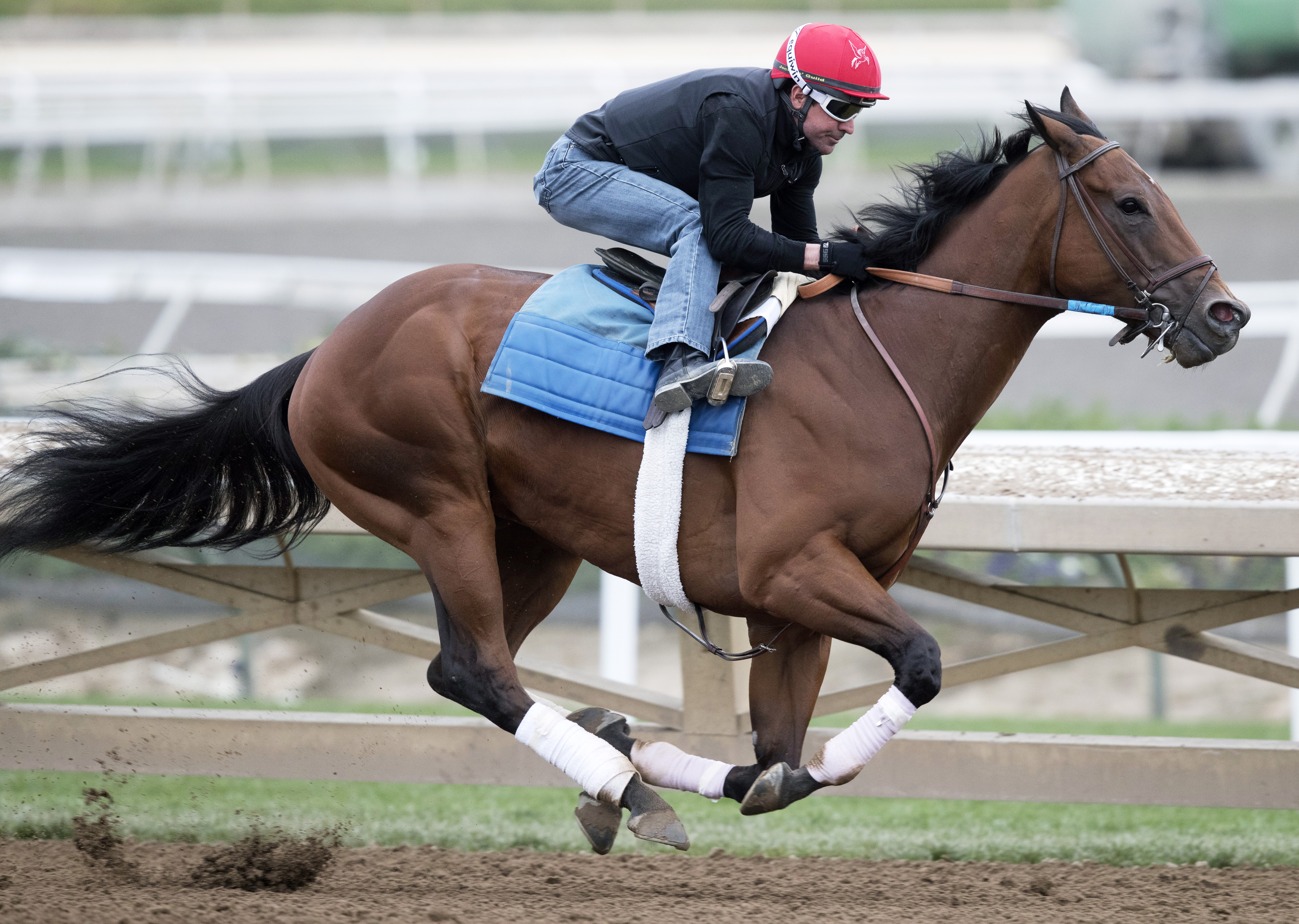Roy H trains at Santa Anita on March 7