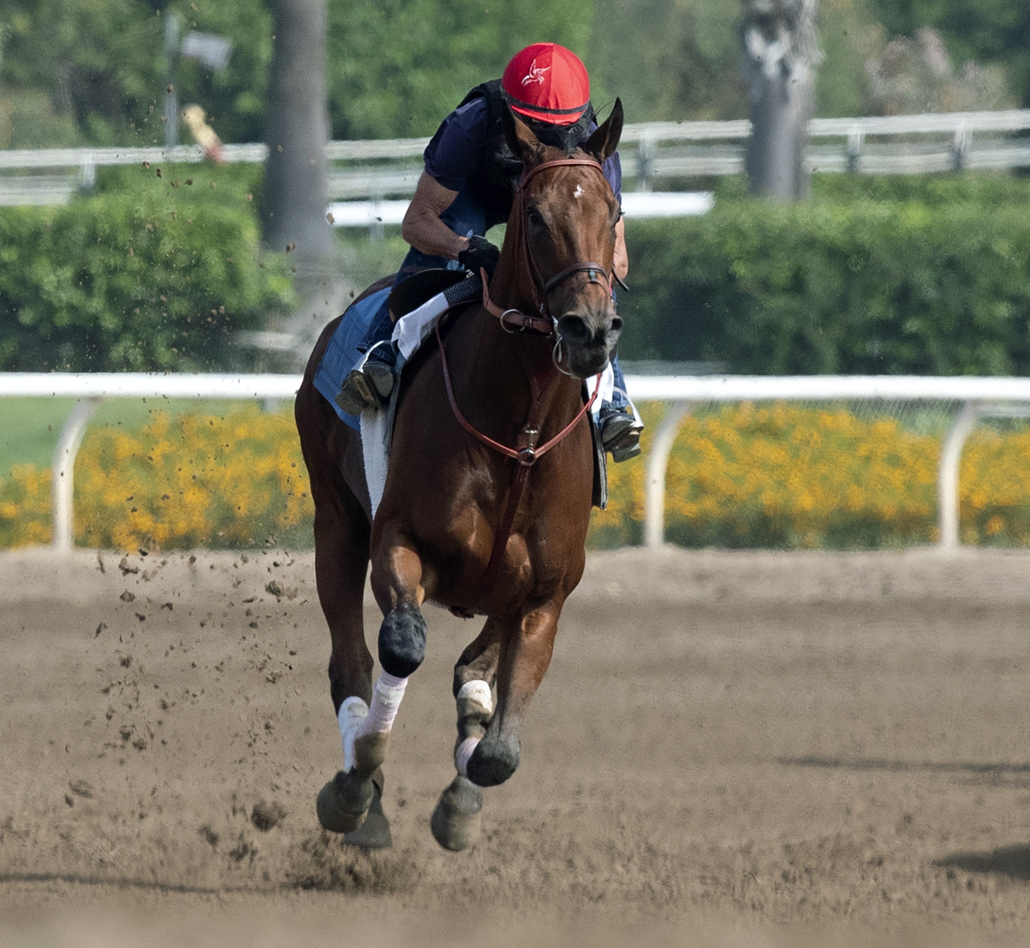 Roy H trains at Santa Anita on 6.22.18