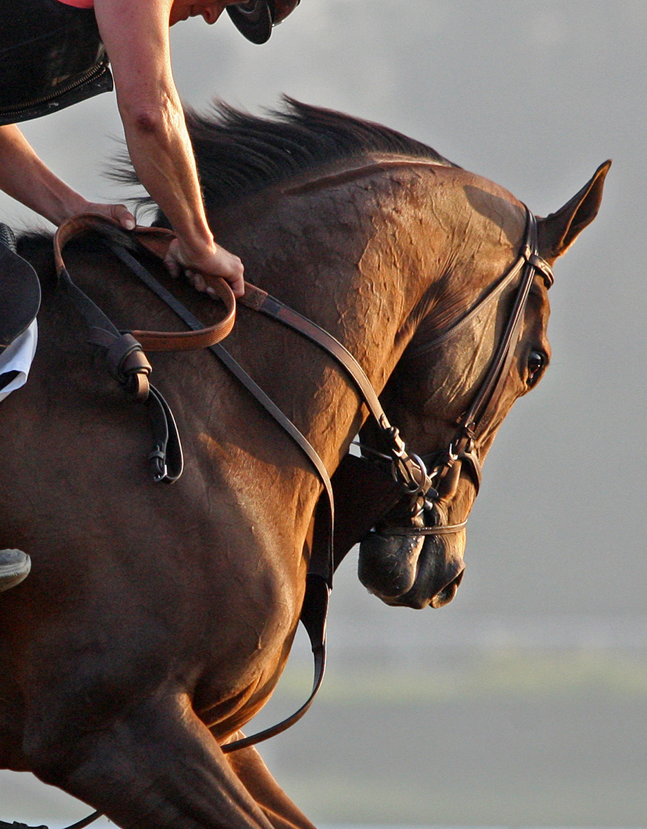 Roy H trains at Los Alamitos Race Course on July 5