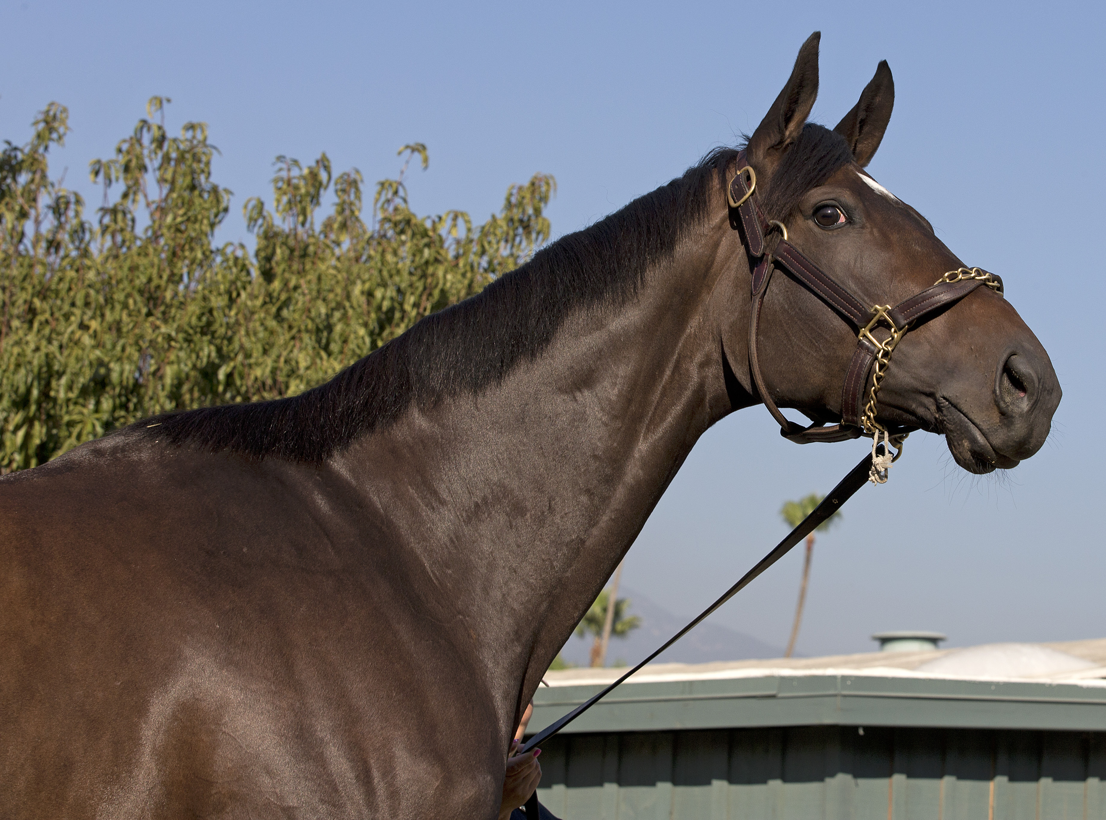Royal Delta