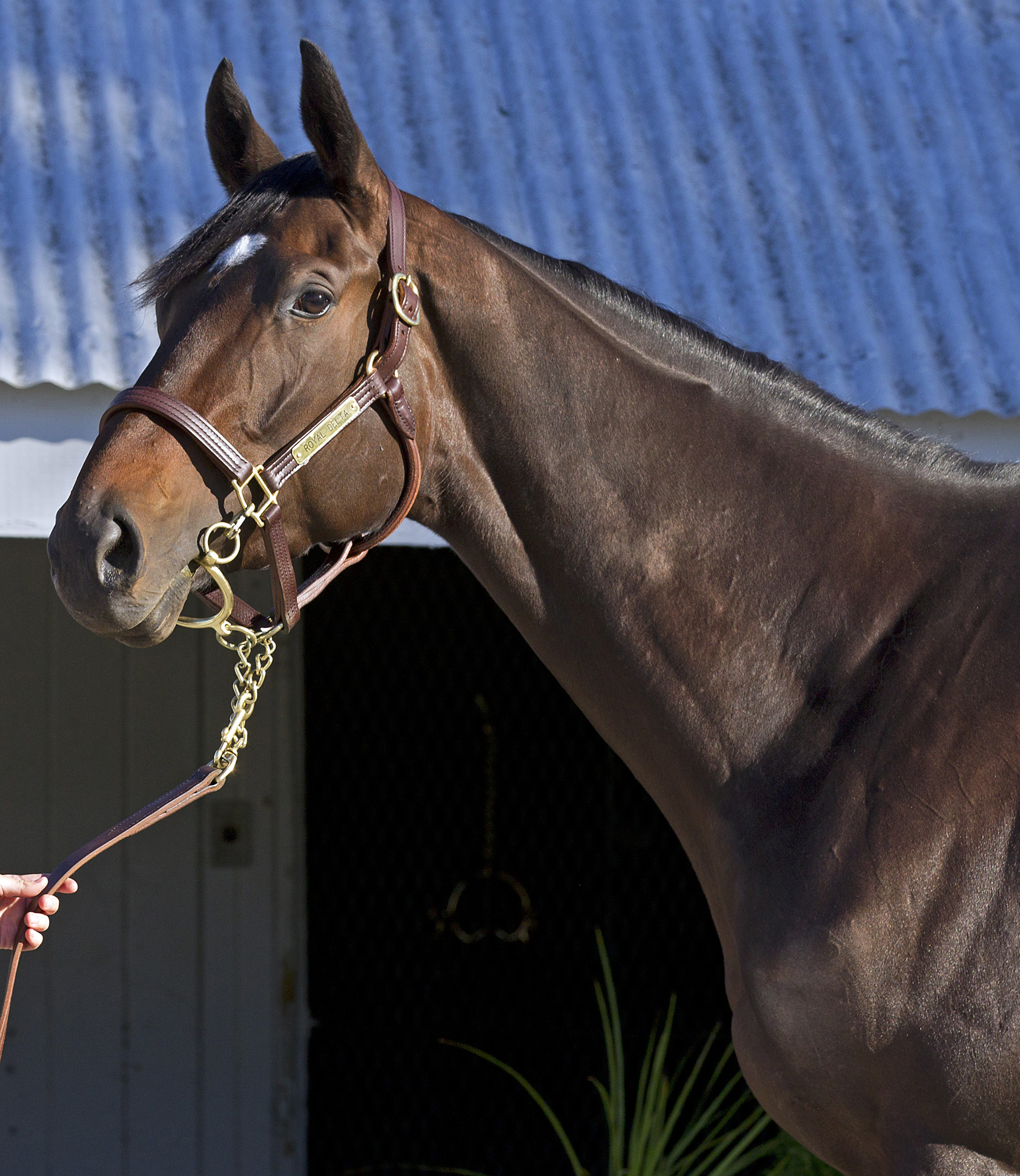 Royal Delta