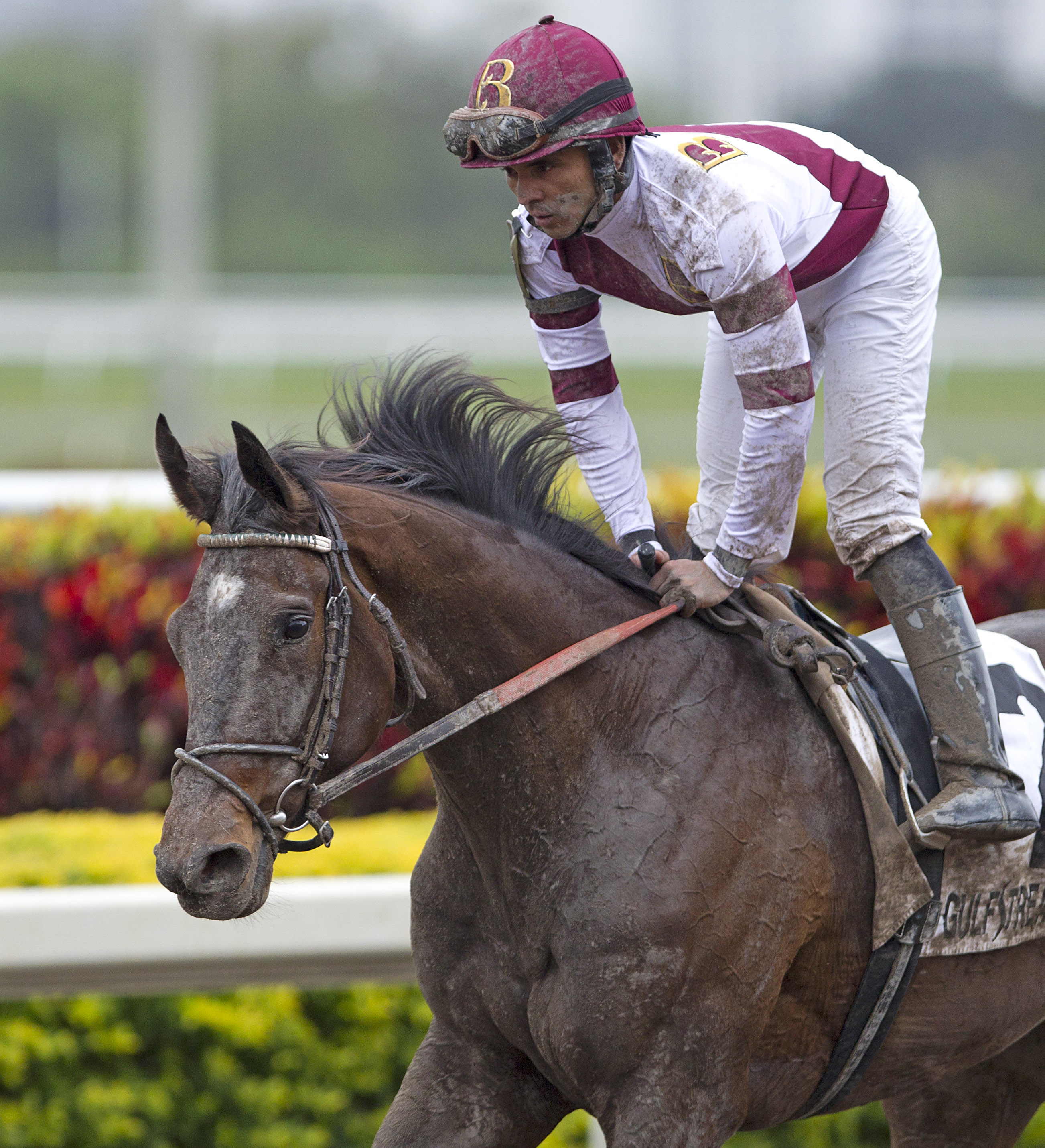 Royal Delta/(second in) Sabin