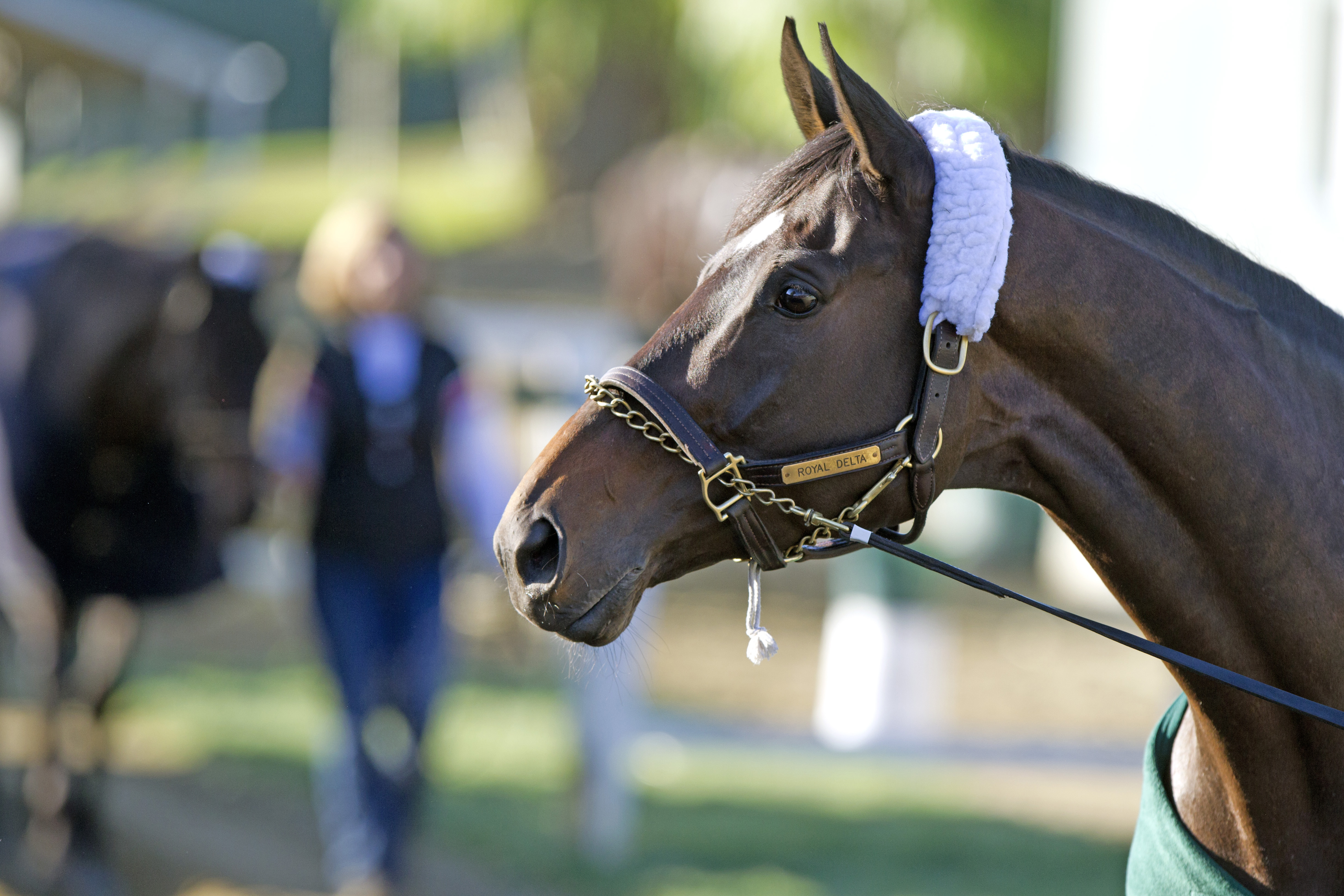 Royal Delta portrait
