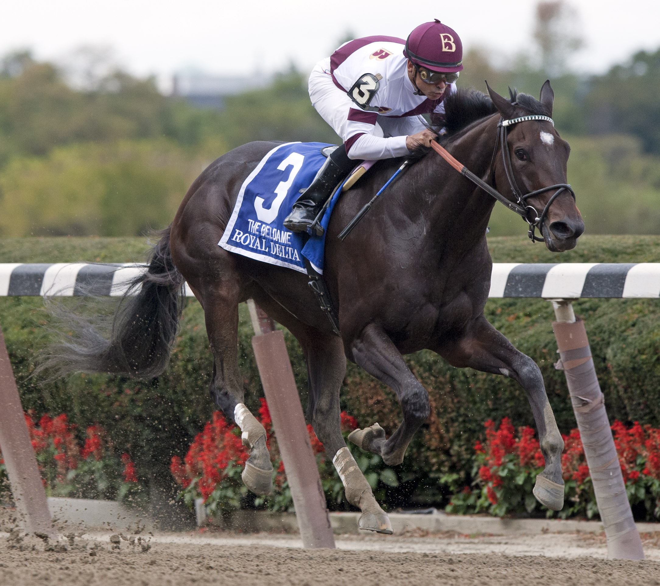 Royal Delta, Beldame