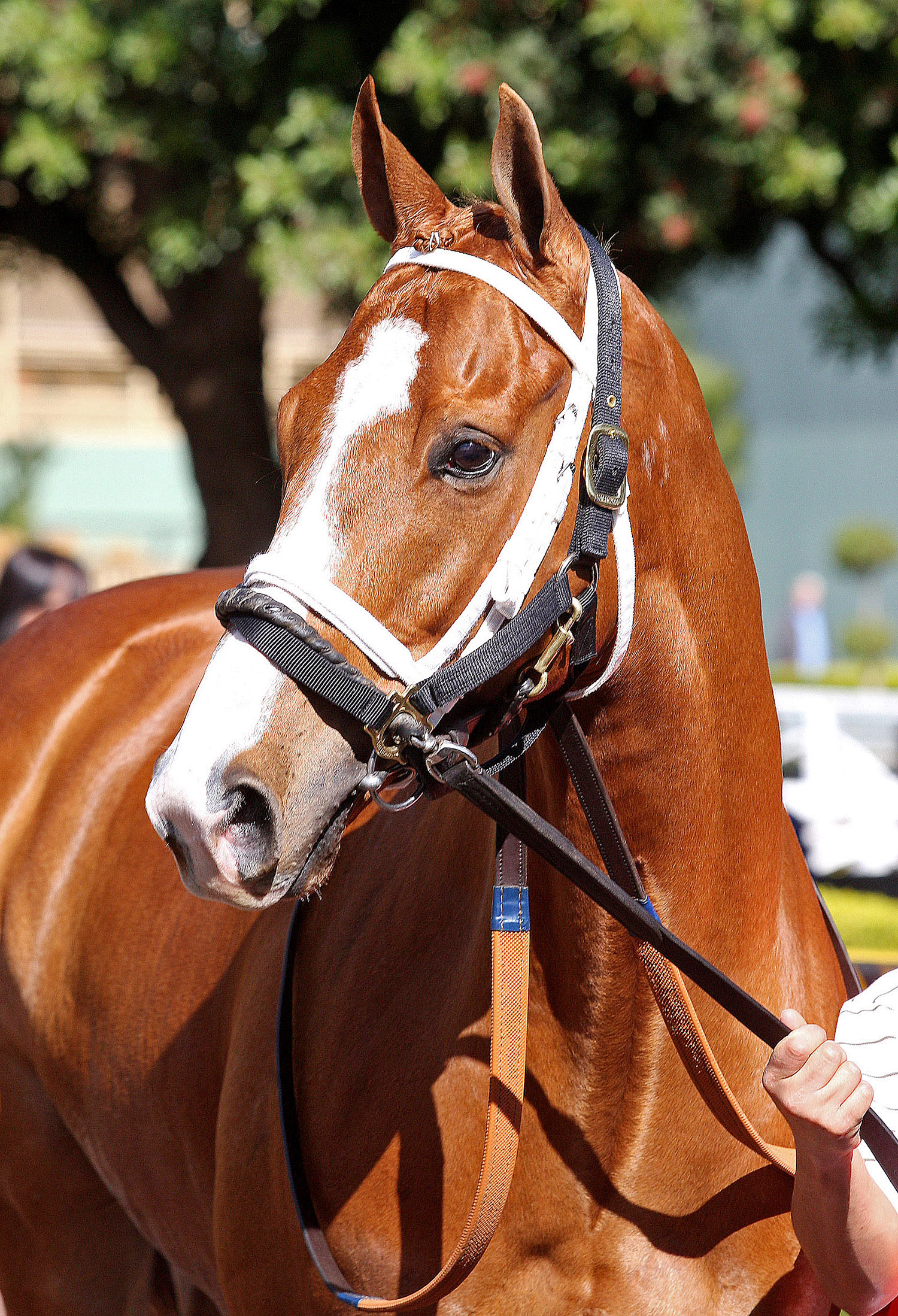 Royal F J in 2013