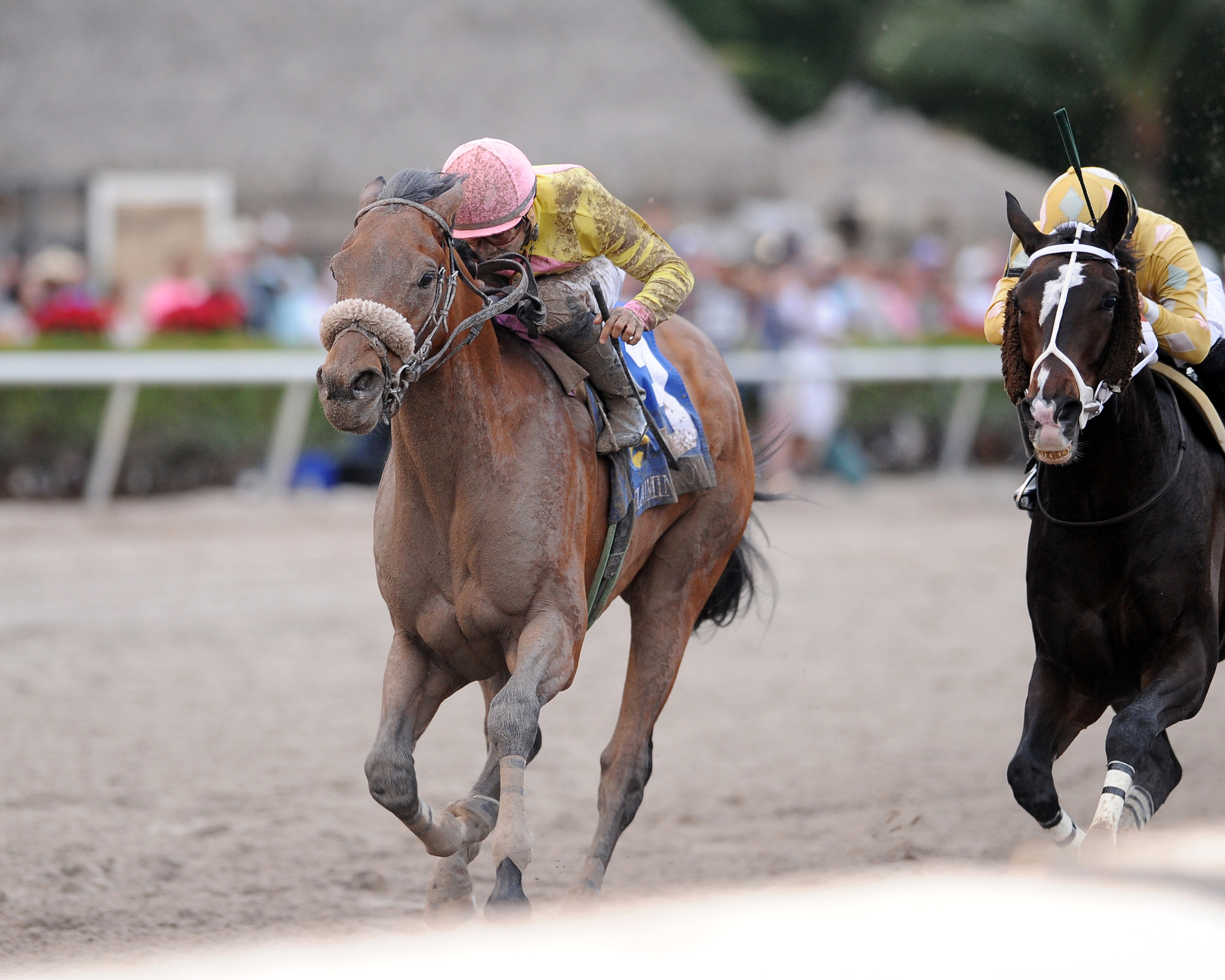 Royal Posse wins the Claiming Crown Jewel