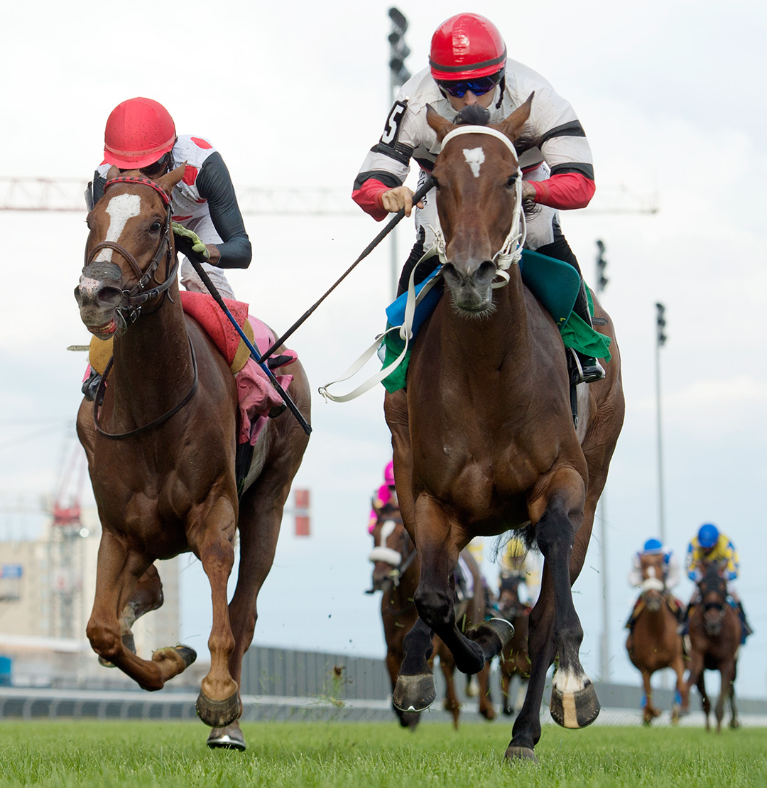 Royal Wedding wins a July 12 allowance at Woodbine