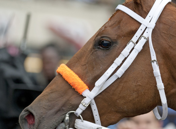 A bright-eyed Ruler On Ice leaves the Belmont Stakes winner's circle.  Congratulations to his connections and backers!