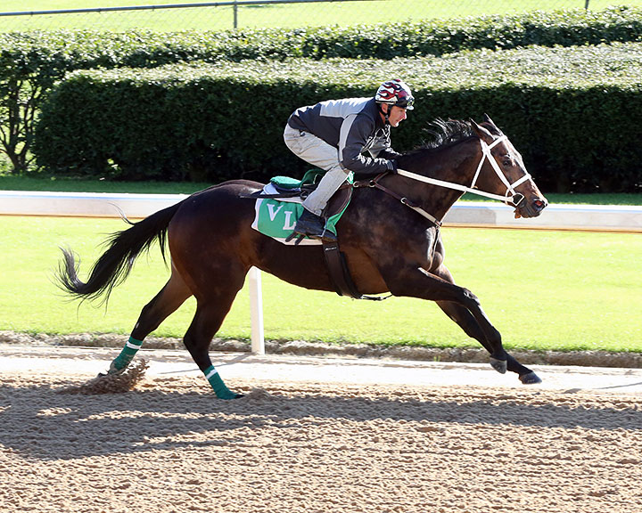 Rumpleminx trains at Oaklawn Park on March 6