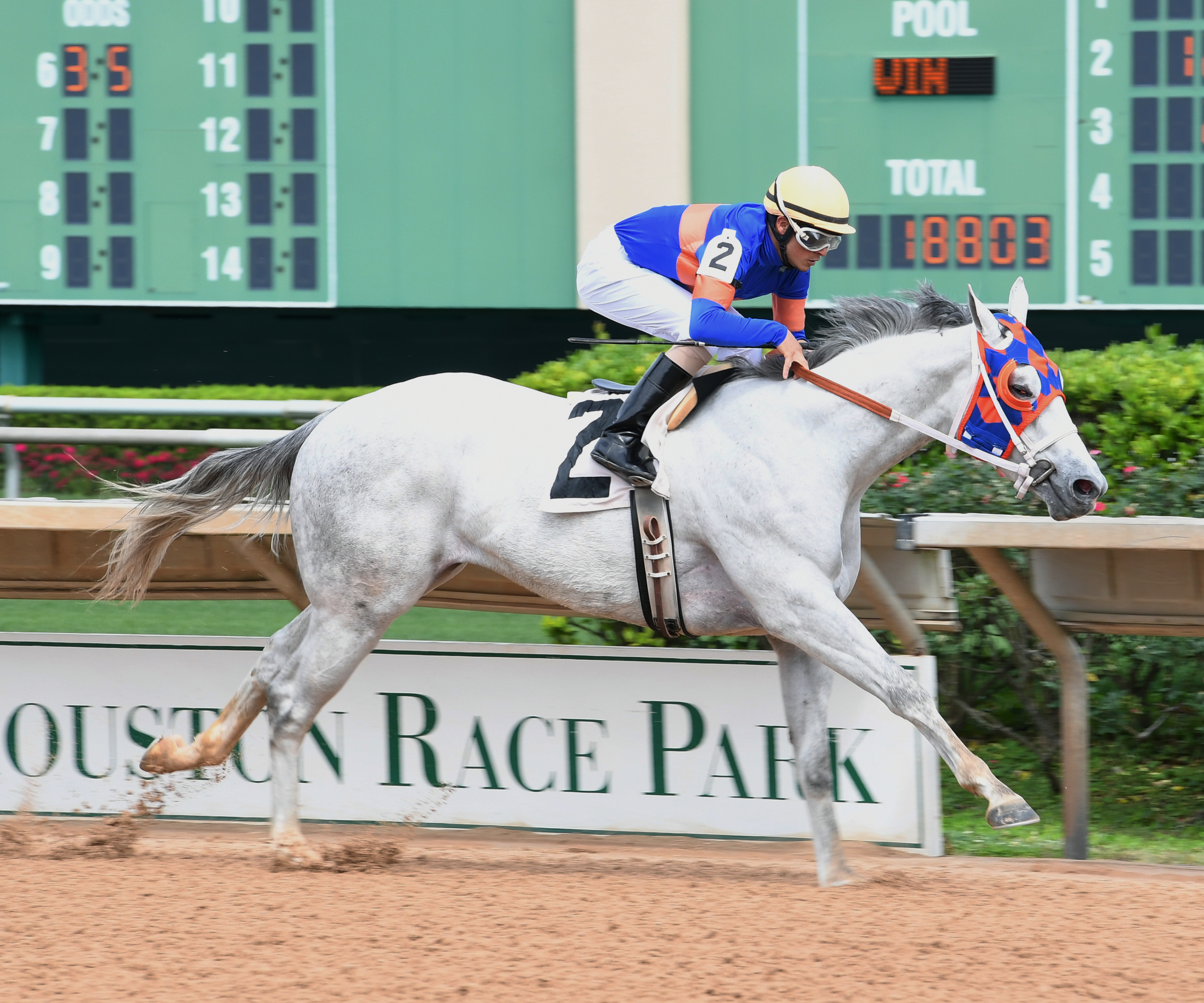Rumpole wins the Groovy Stakes