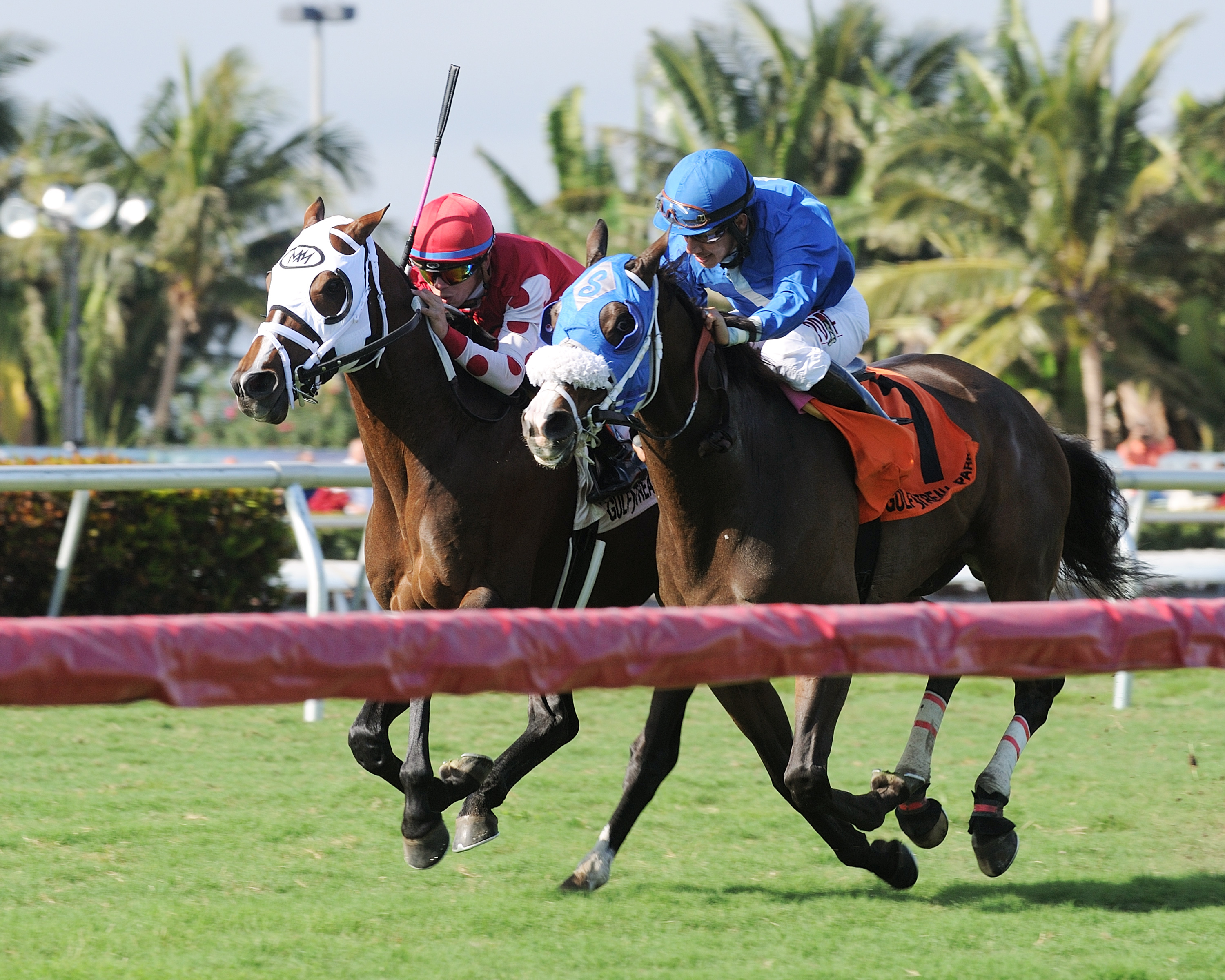 Bullards Alley finishes second in the Allen Jerkens Stakes
