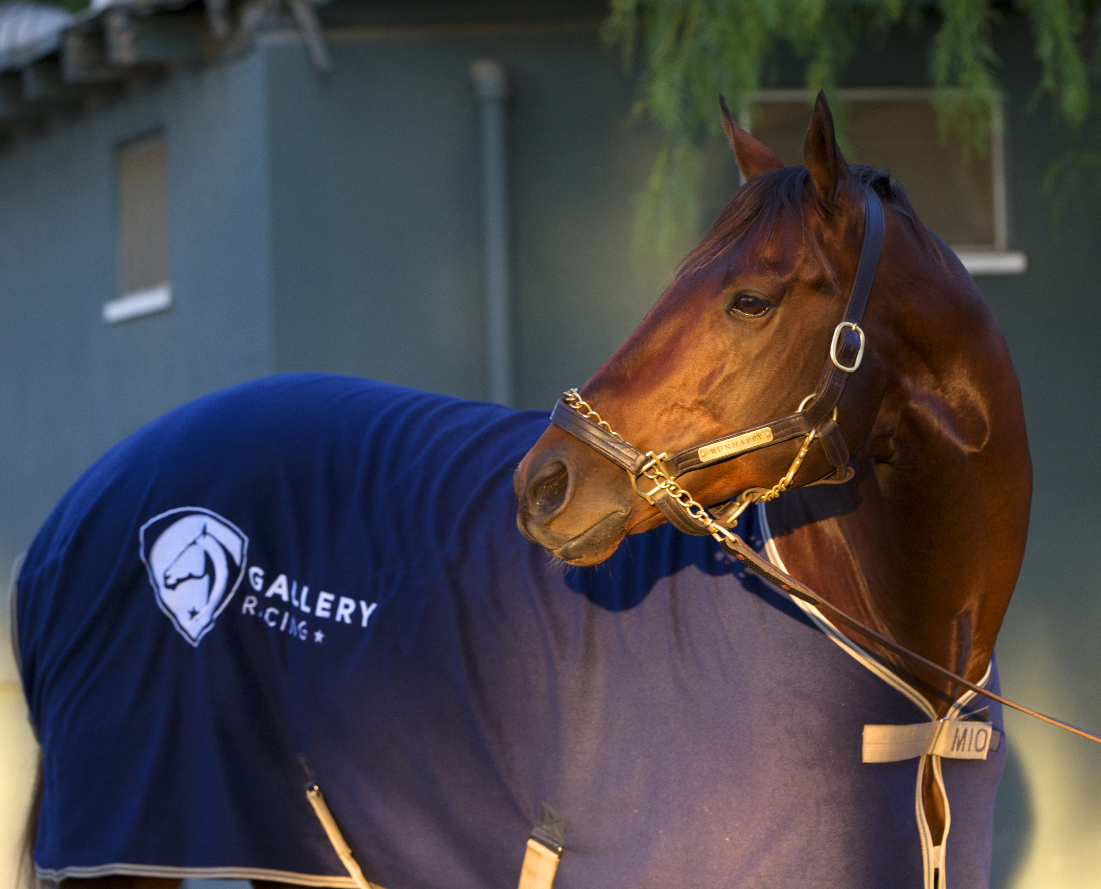 Runhappy at Santa Anita Park on Nov. 5