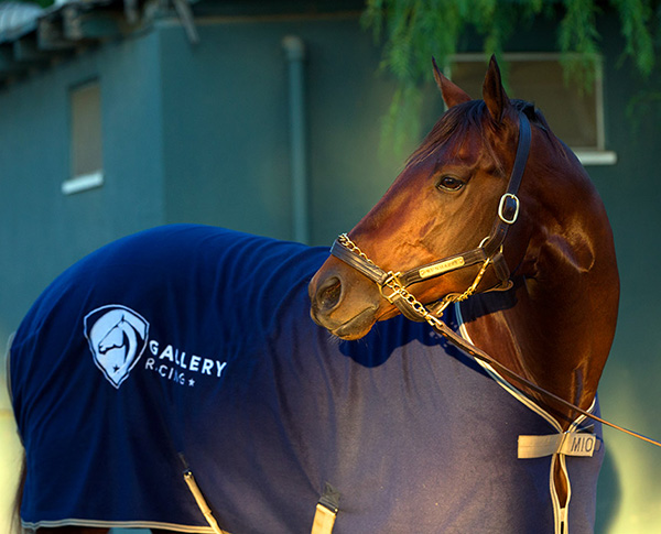Runhappy first sires