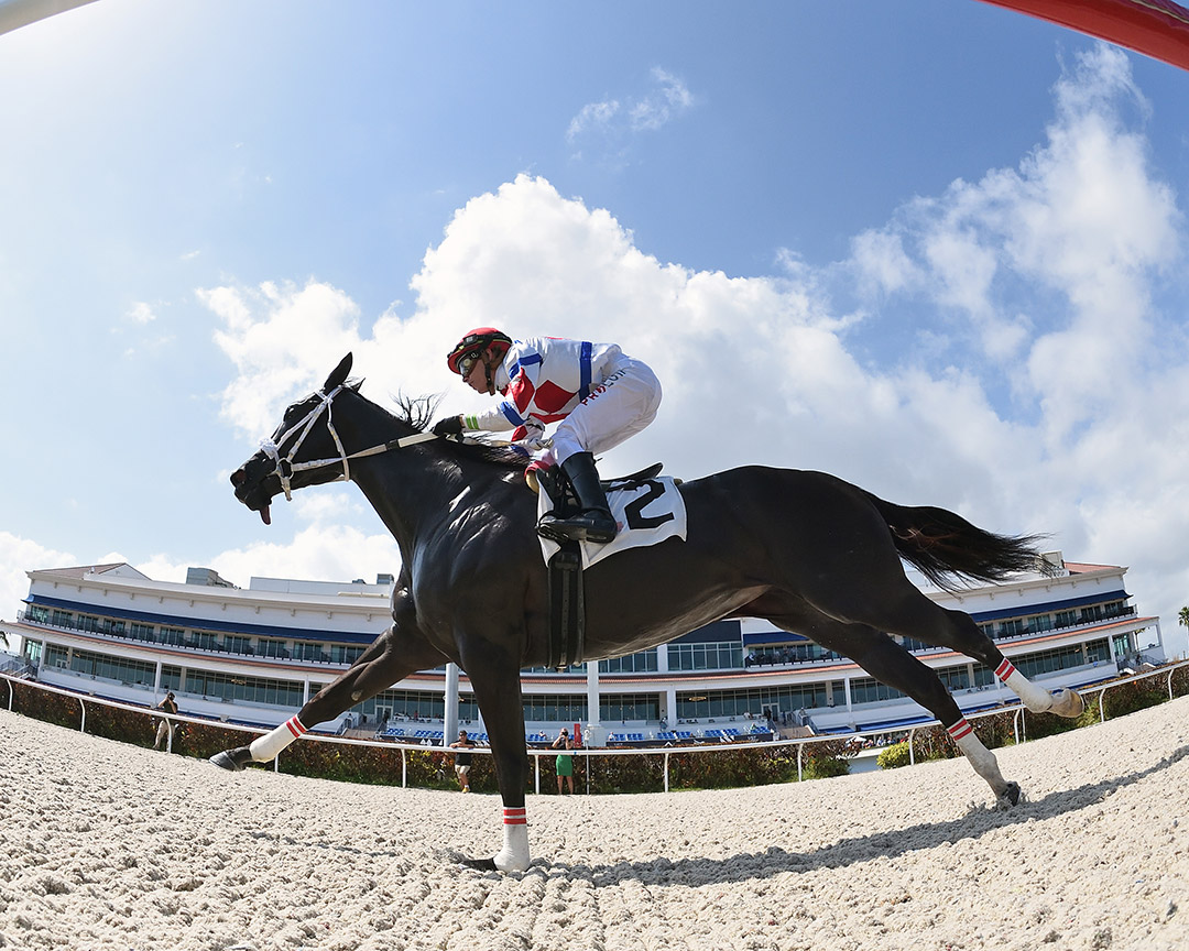 Running Memories wins a Feb. 18 starter allowance at Gulfstream Park
