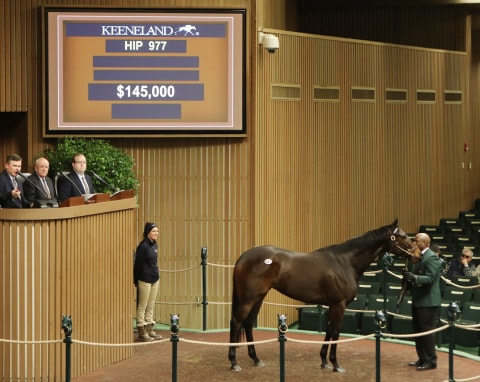 Runway Doll - hip 977- sells at the 2018 Keeneland January sale