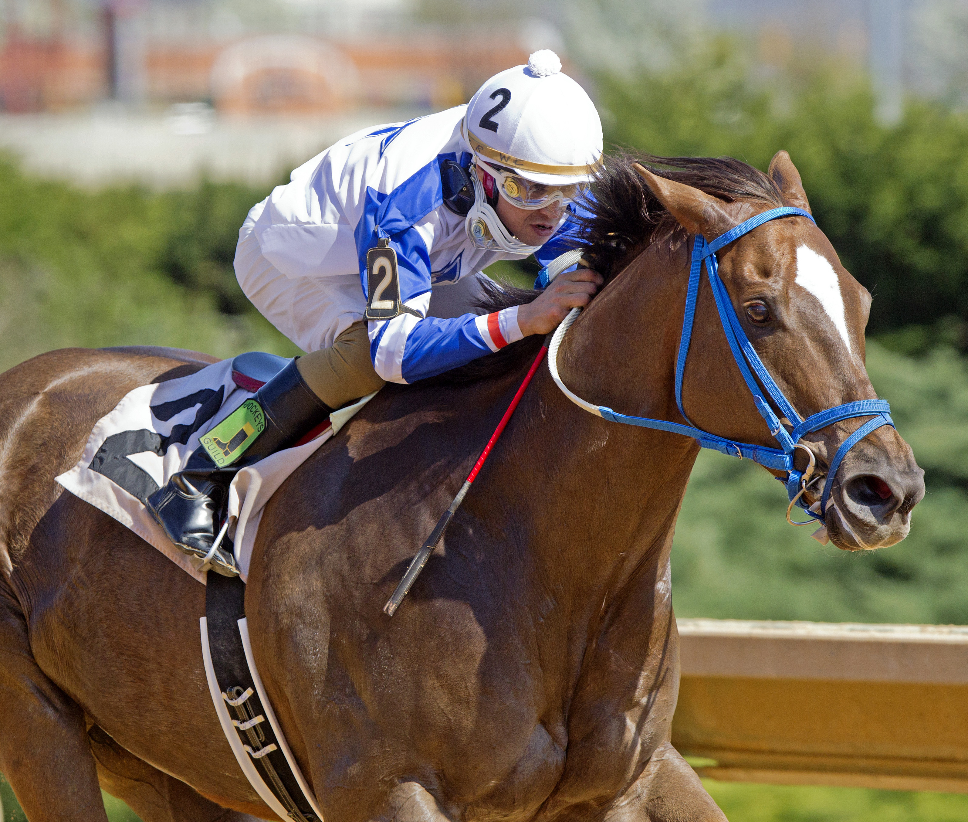 Russell Road wins the 2015 Confucius Say