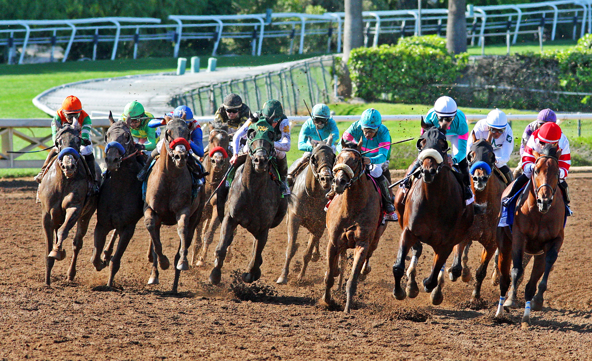 Santa Anita dirt race large field