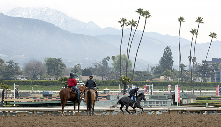 Gallopers and joggers on the main track at Santa Anita on March 11