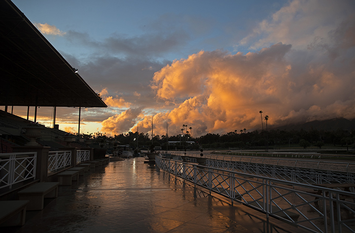 Santa Anita generic