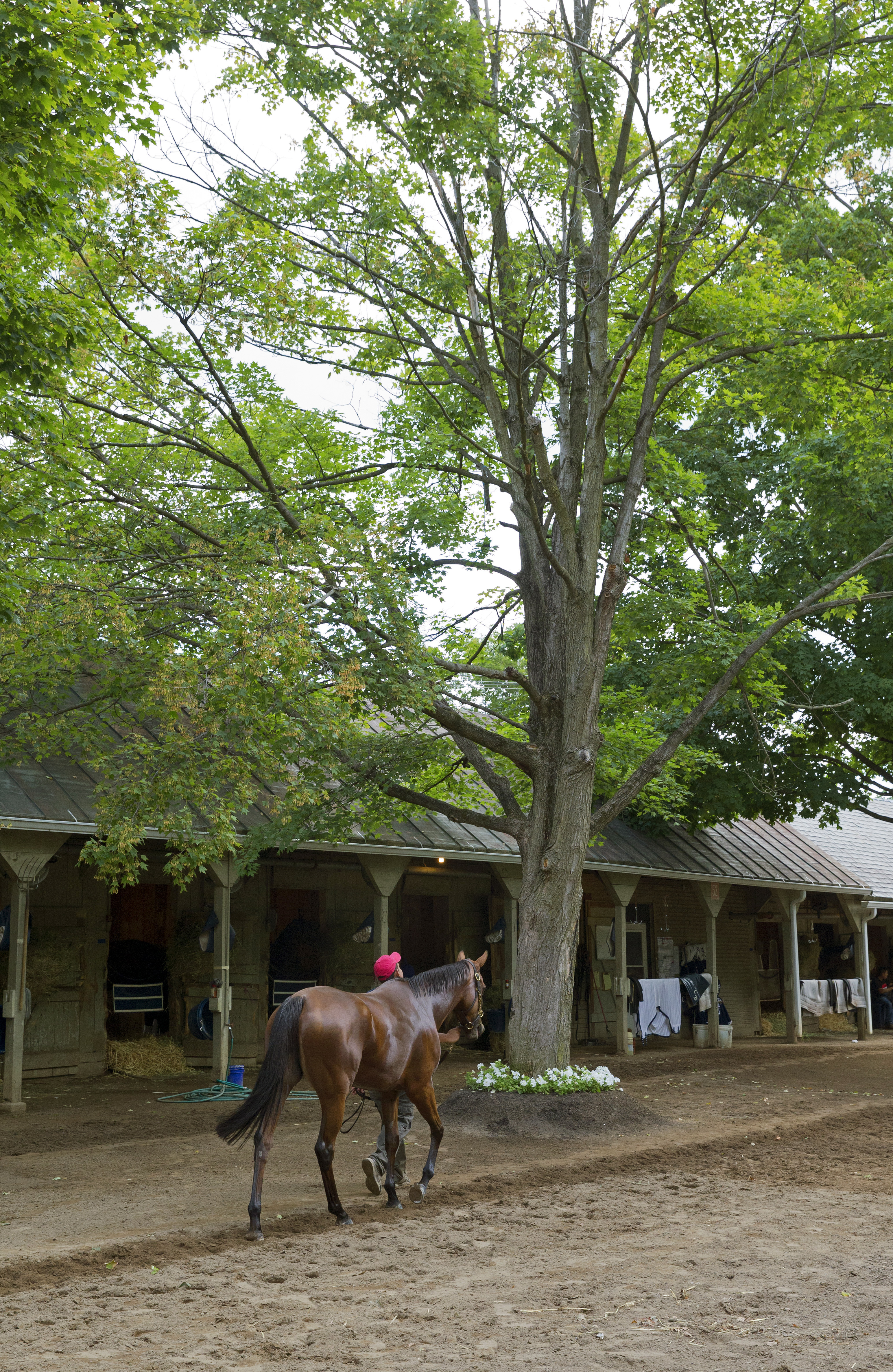Lady Eli at Saratoga Race Course