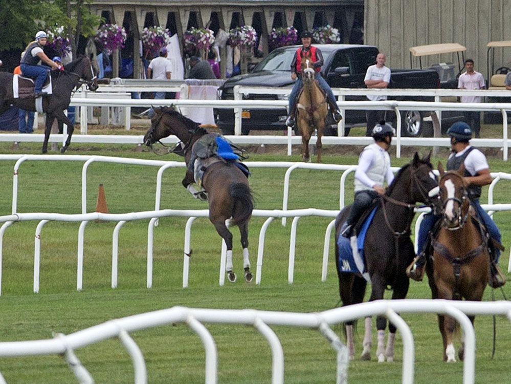 Loose horse