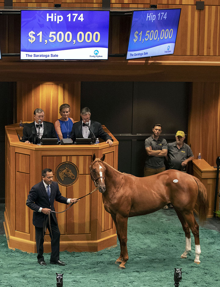 Hip 174, a Curlin-America colt, sells for $1.5 million at the Saratoga selected yearlings sale