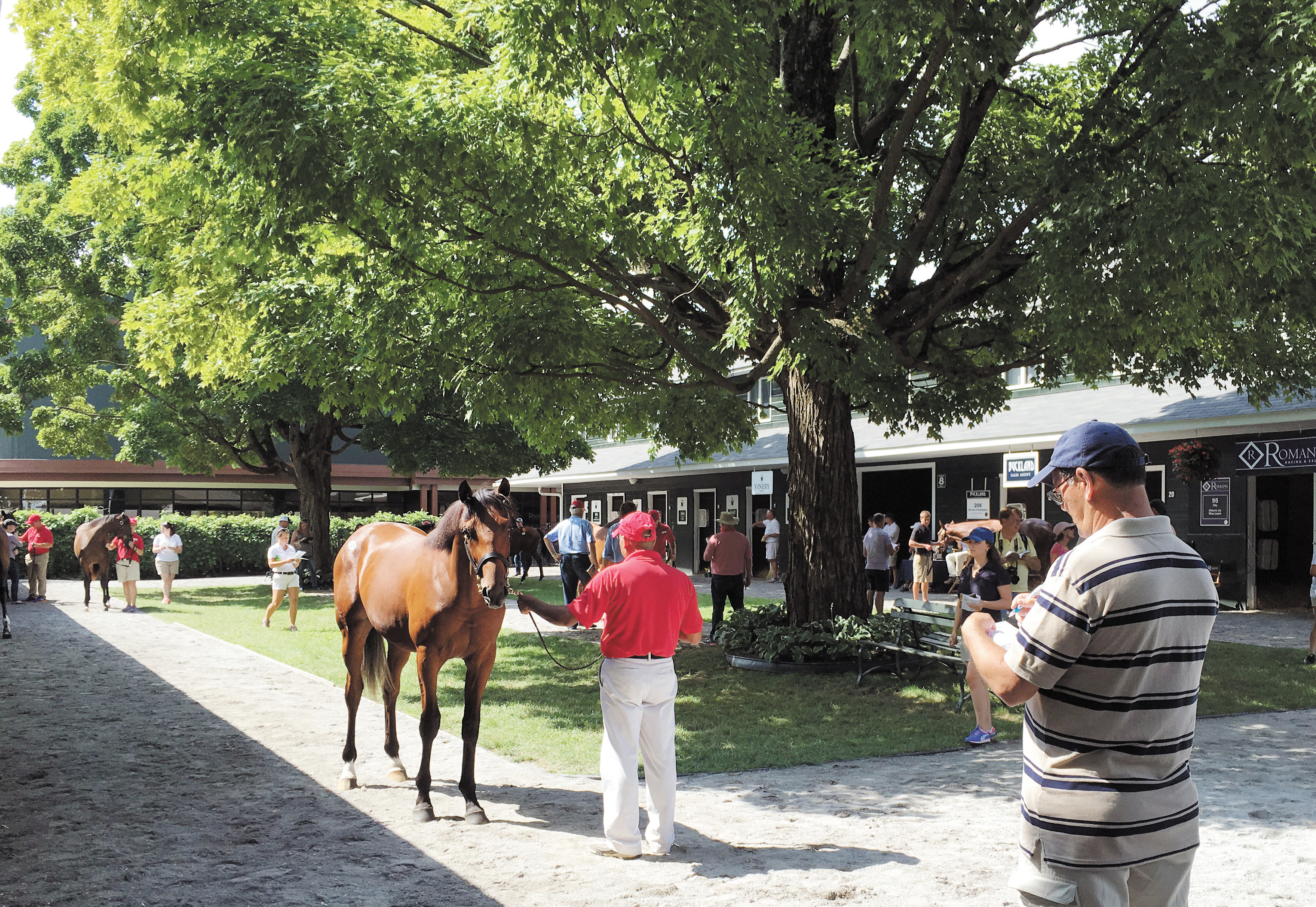 Saratoga sale in 2016