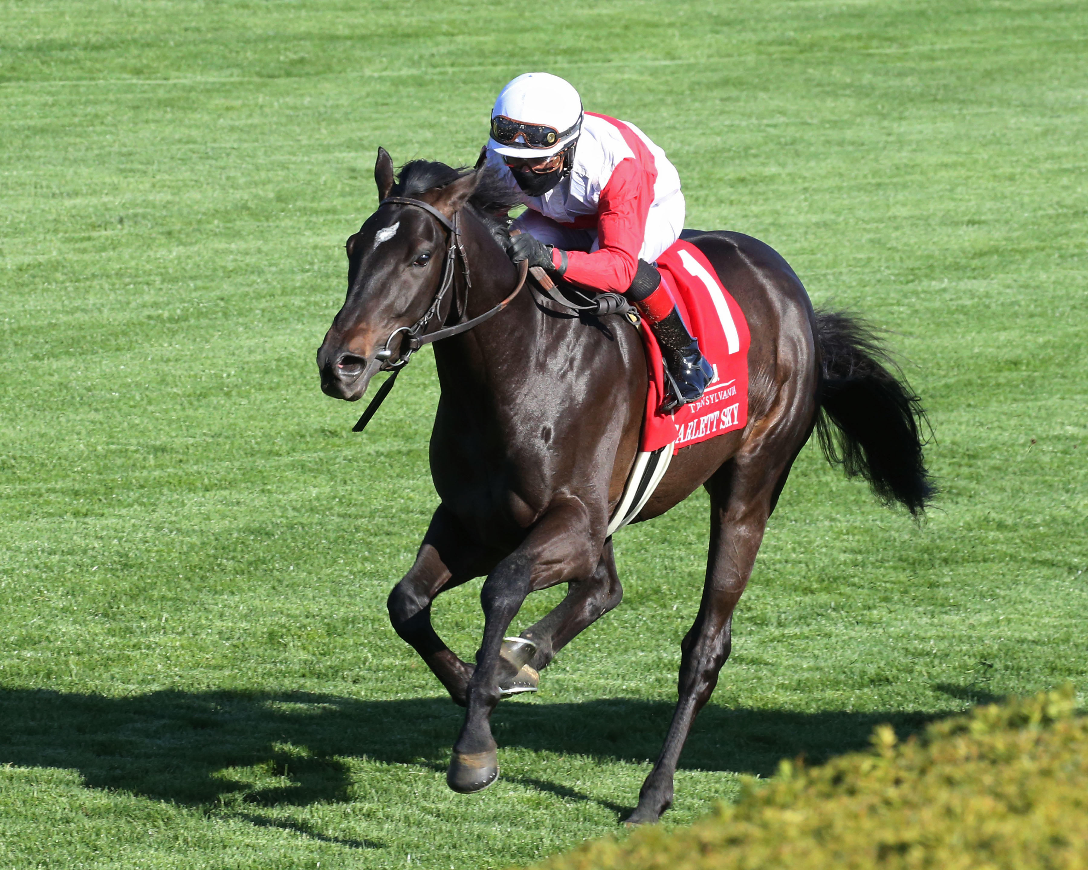 Scarlett Sky Transylvania Stakes
