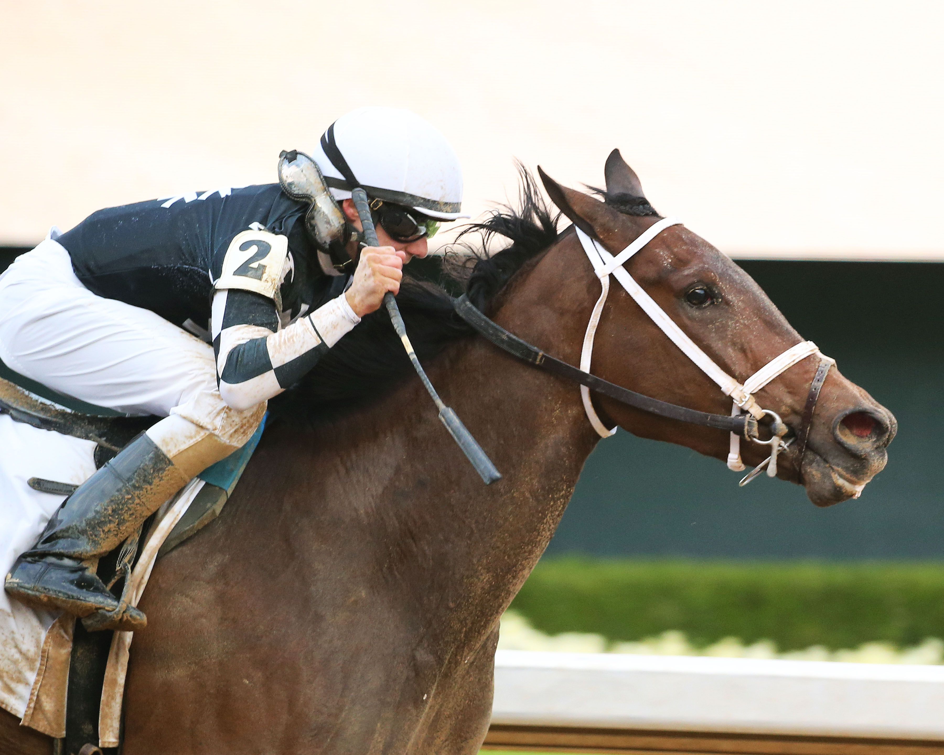 Shedaresthedevil wins the 2020 Honeybee Stakes