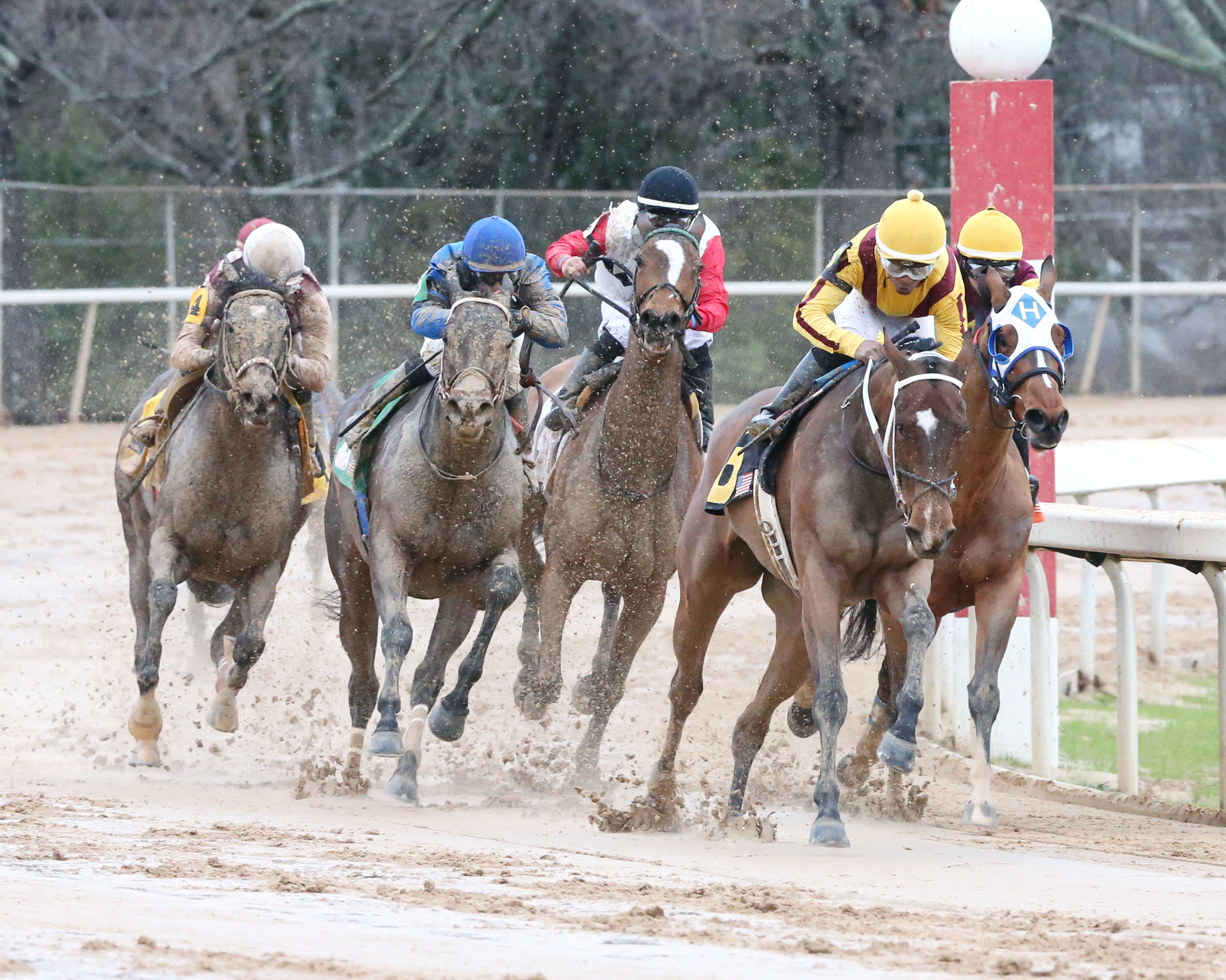 Streamline wins 2018 Bayakoa