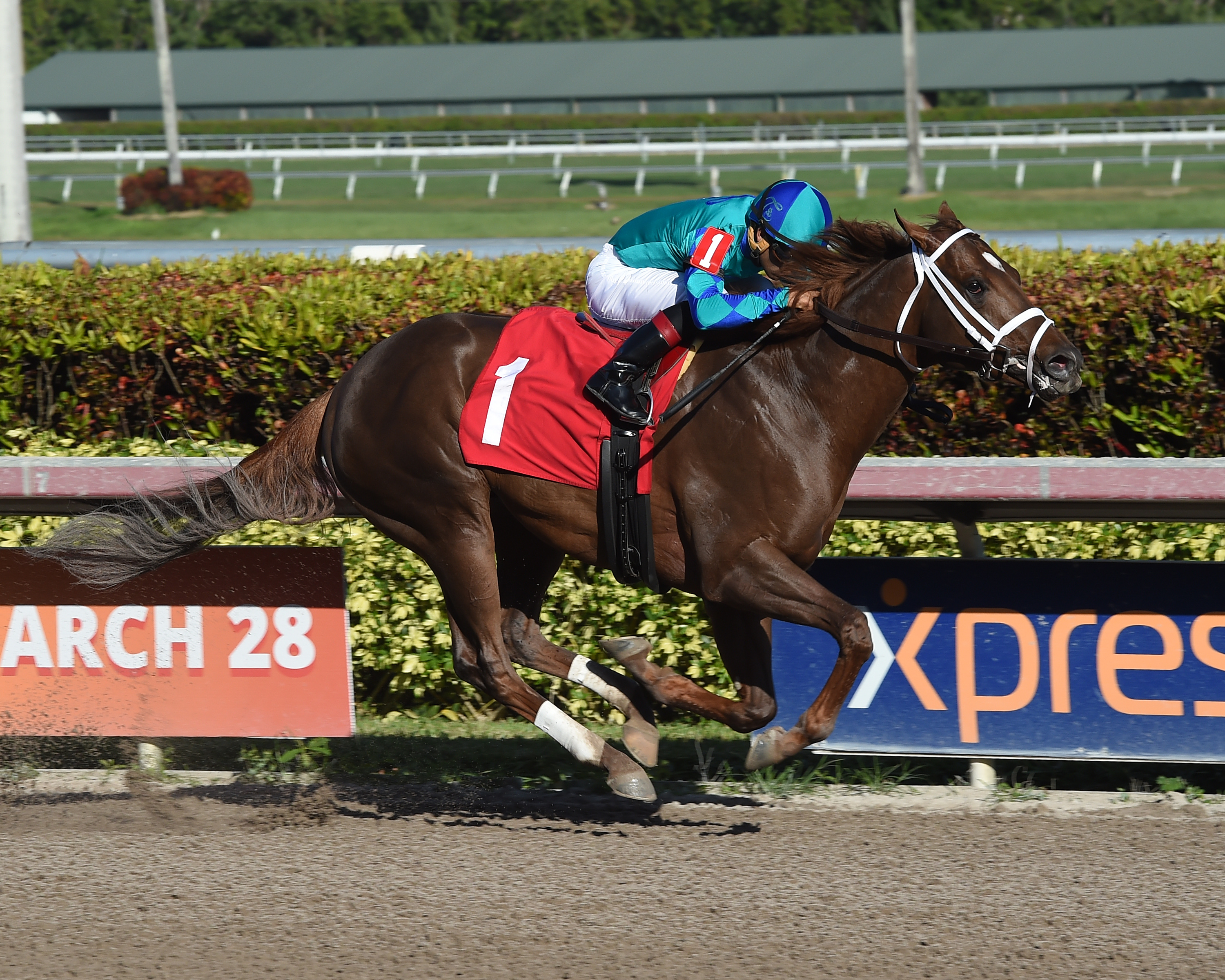 Strike Power wins a maiden race at Gulfstream Park