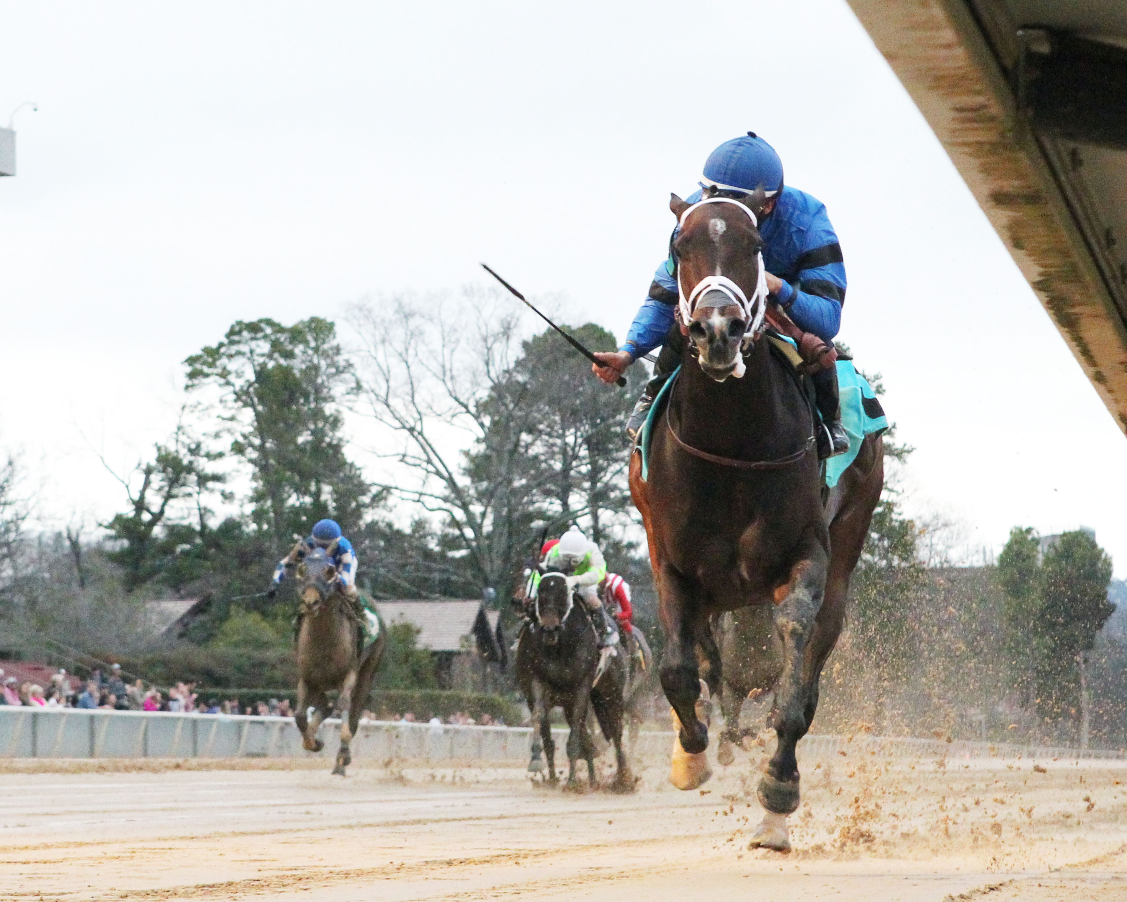 Swing and Sway wins 2018 American Beauty