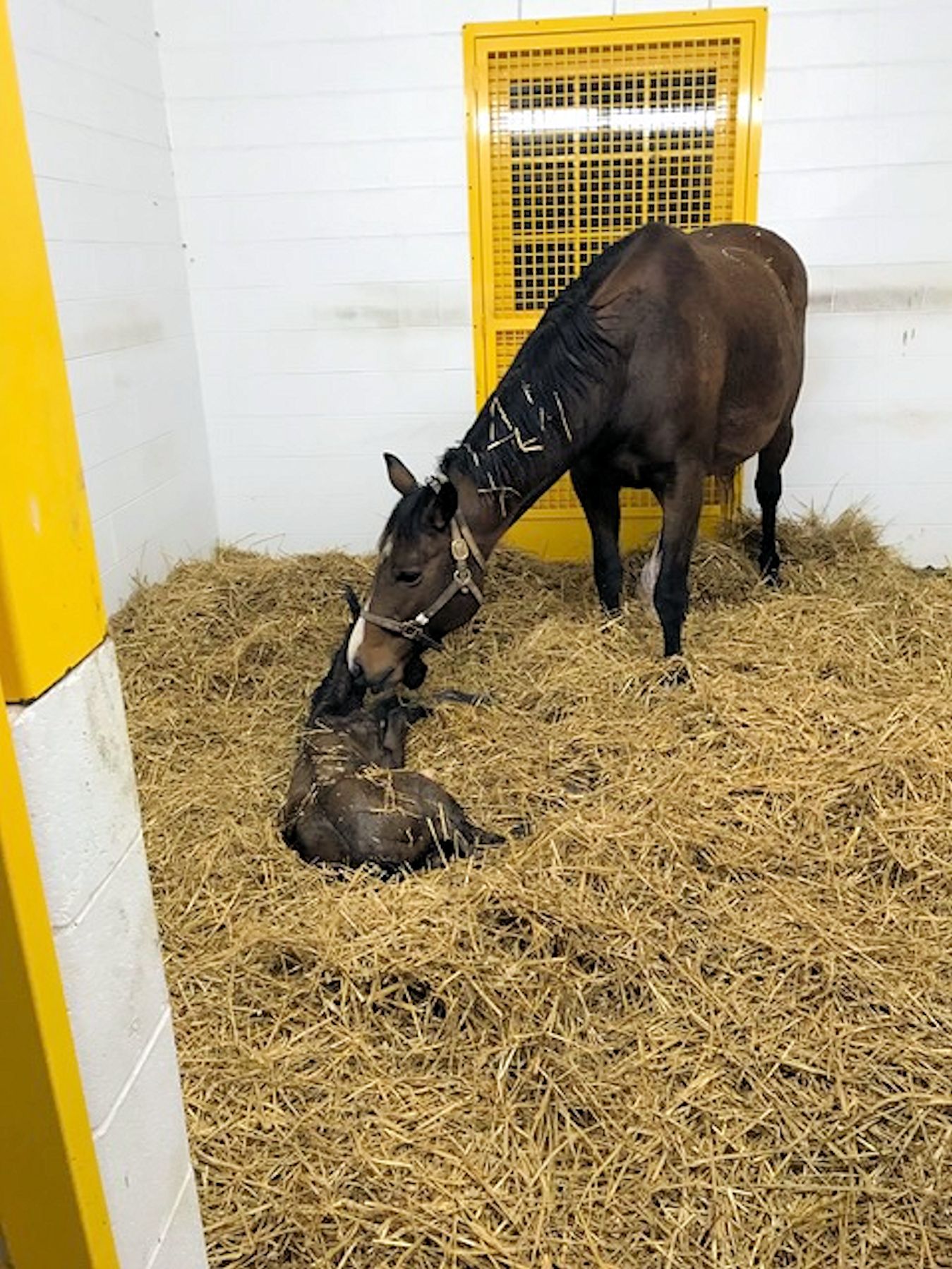 Sabbatical and her 2018 War Front colt