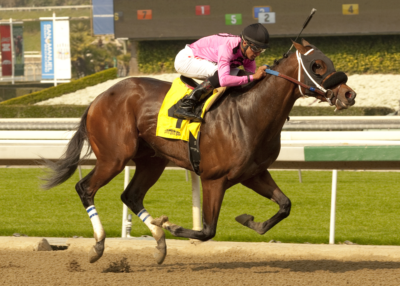Sacred Ovation, claiming race at Santa Anita