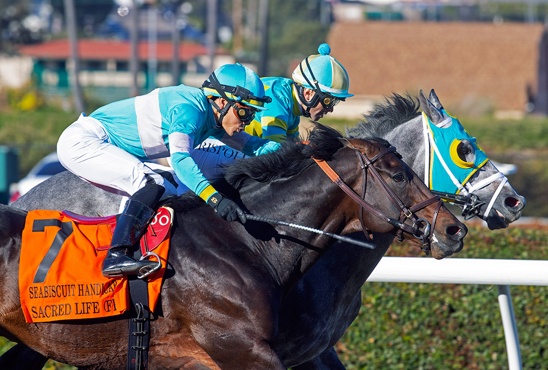 Sacred Life (7) finishes second in the Seabiscuit Handicap at Del Mar