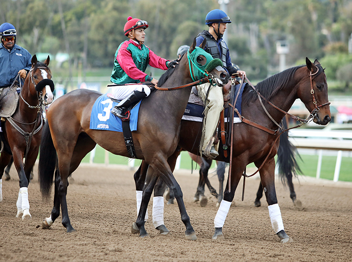 Sacred Rider at Santa Anita Park on Jan. 18