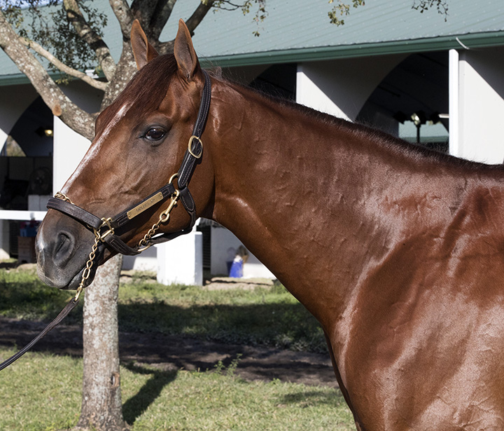 Sadler's Joy