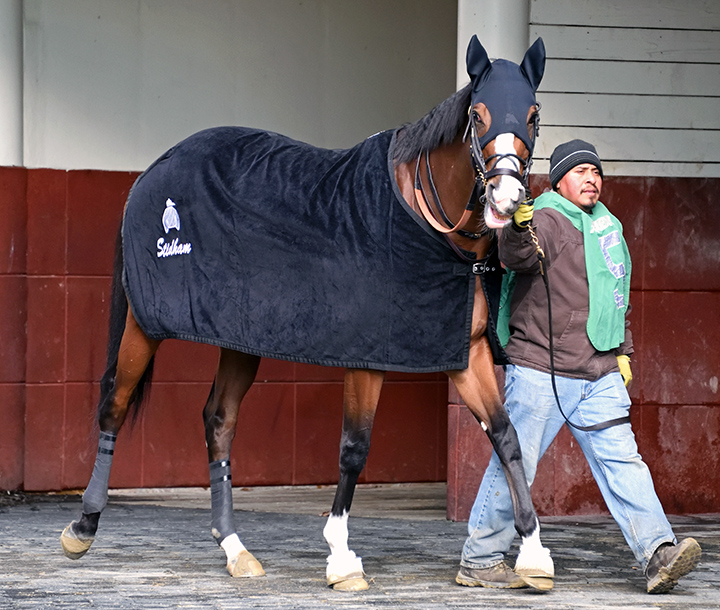 Saguaro Row at Aqueduct Racetrack in December 2019
