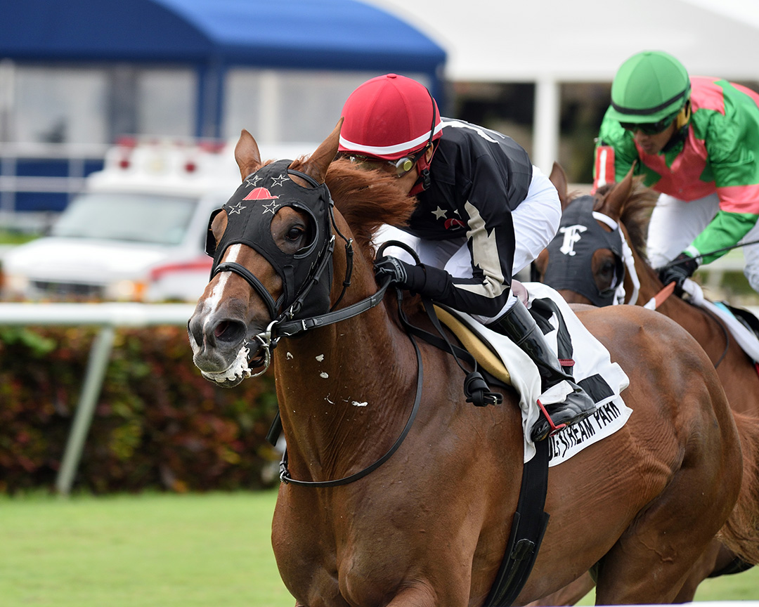 Sailing Solo wins the 2020 Mr. Steele Stakes at Gulfstream