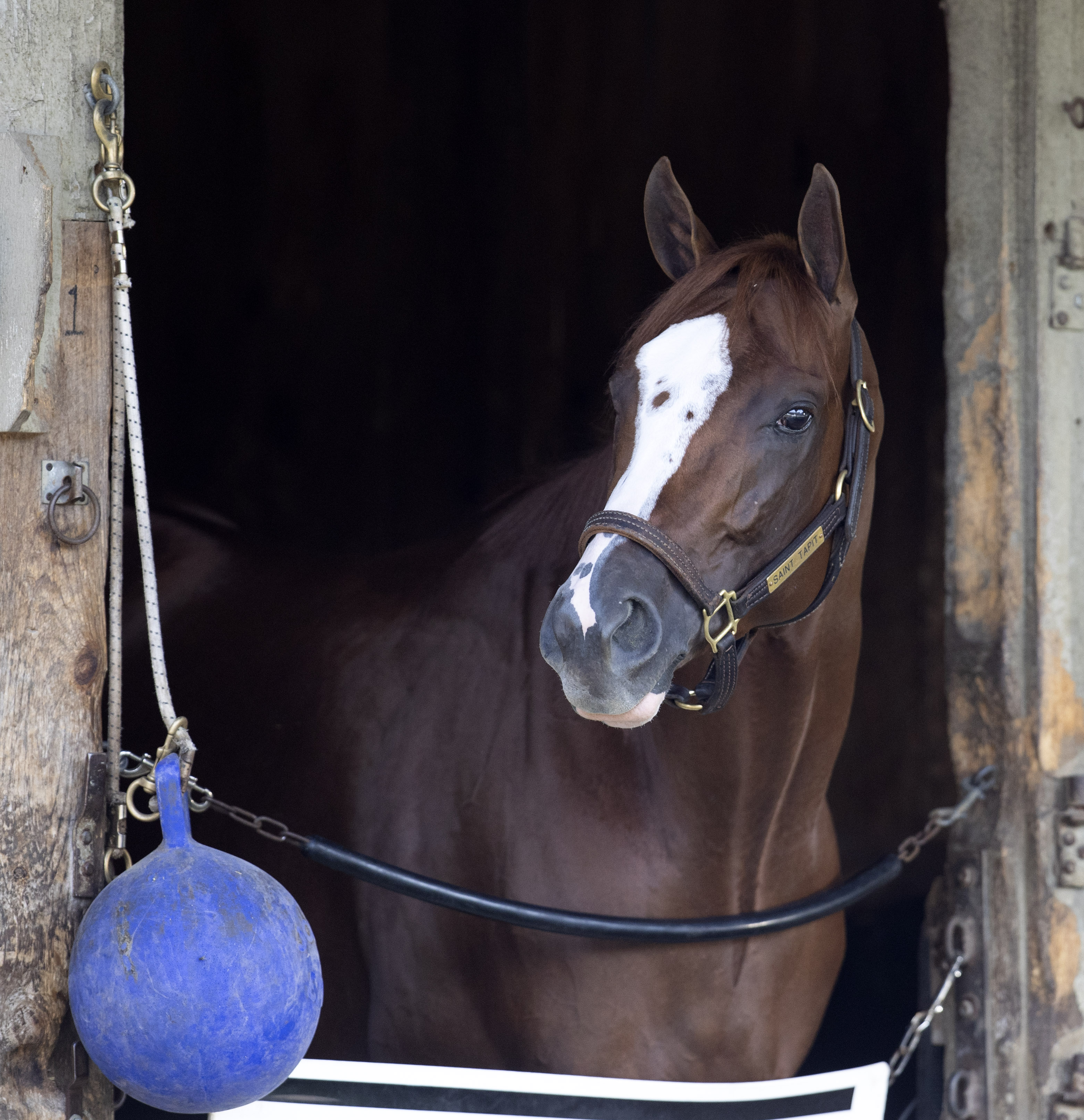 saint tapit