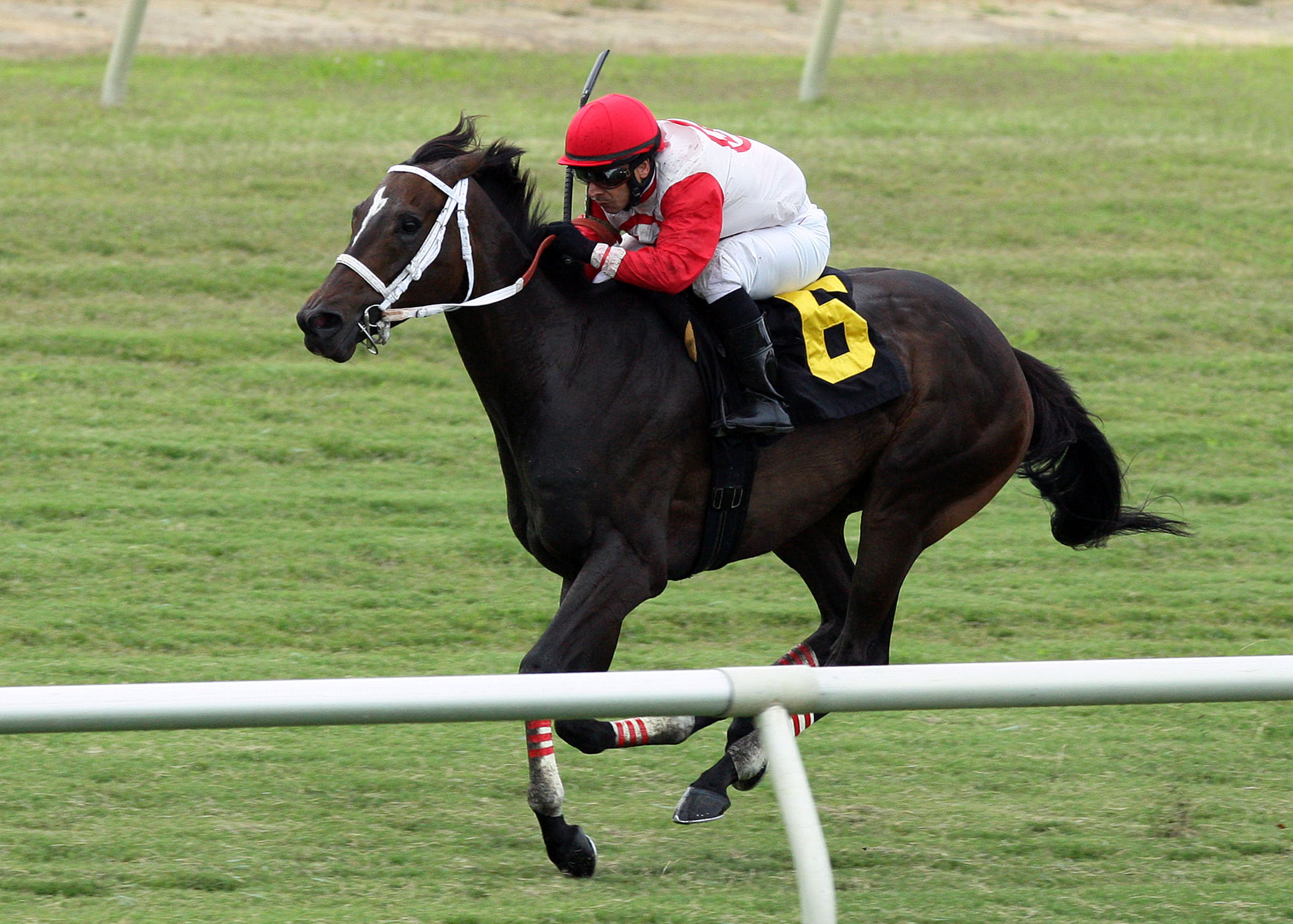 Saintly Love, Old Nelson Starter Handicap