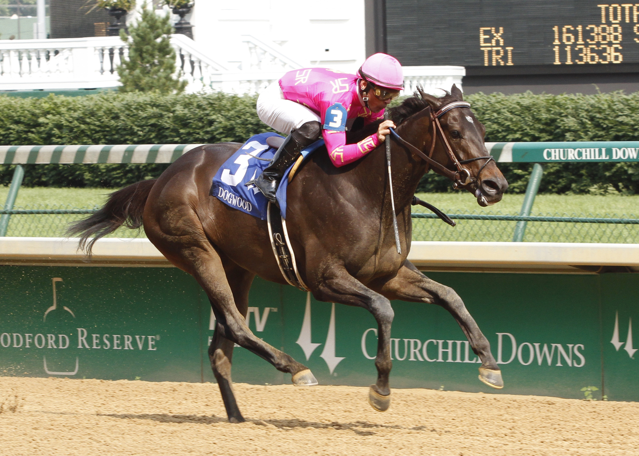 Salty Strike/Dogwood